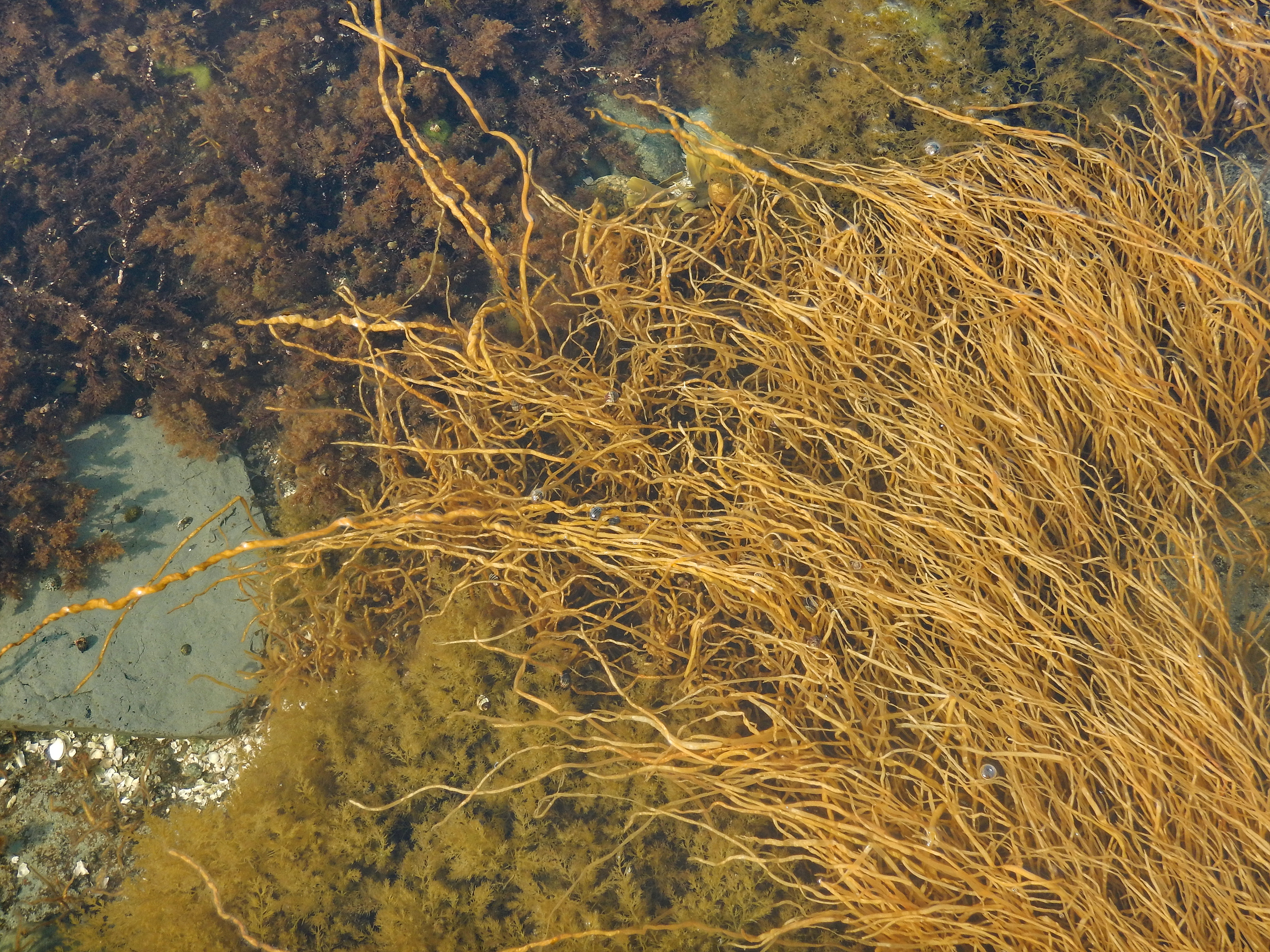 Melanosiphon intestinalis – M. Lindeberg · Cook Inlet · June 2018