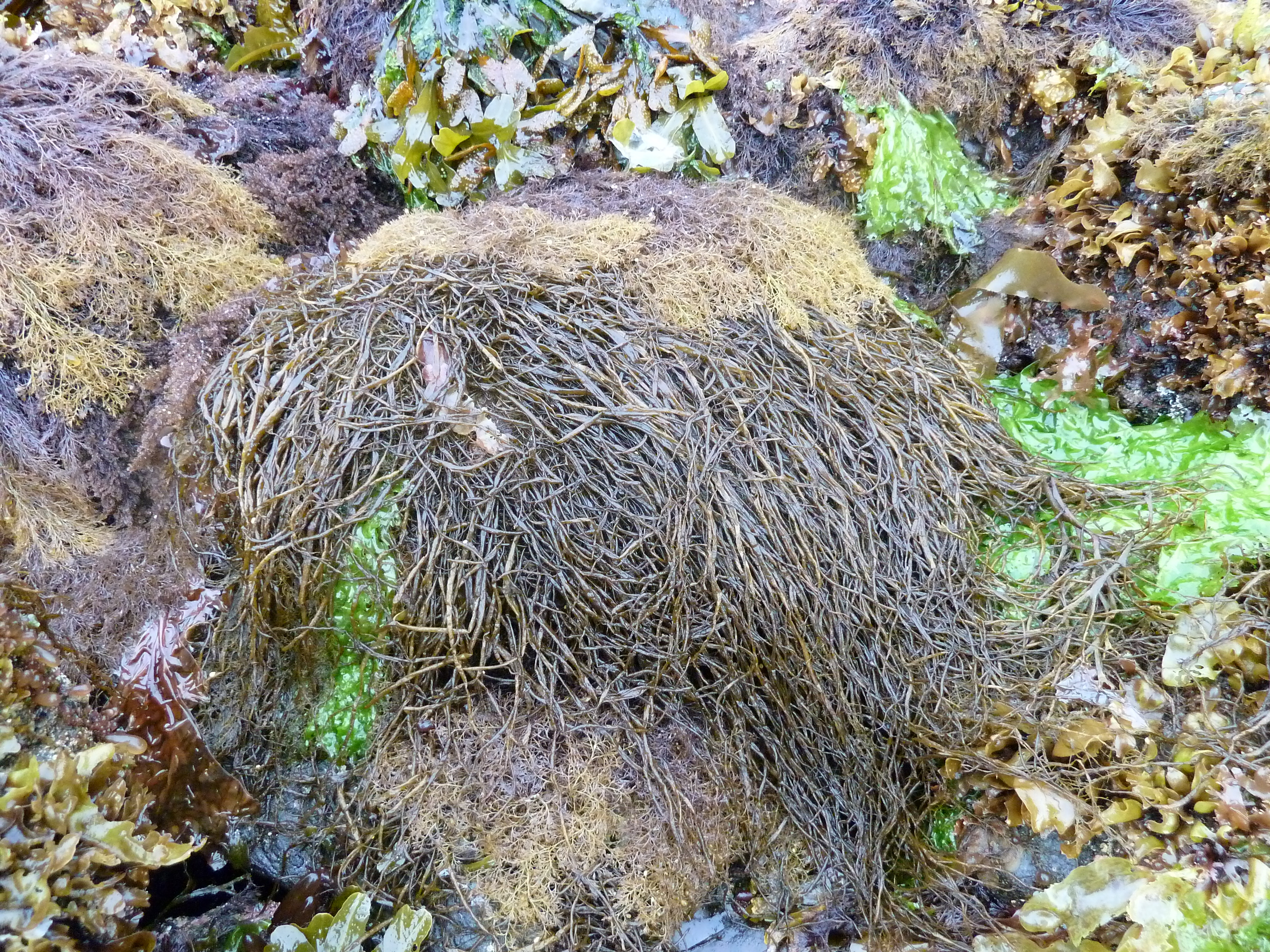 Melanosiphon intestinalis – M. Lindeberg · Alaska Peninsula · June 2014