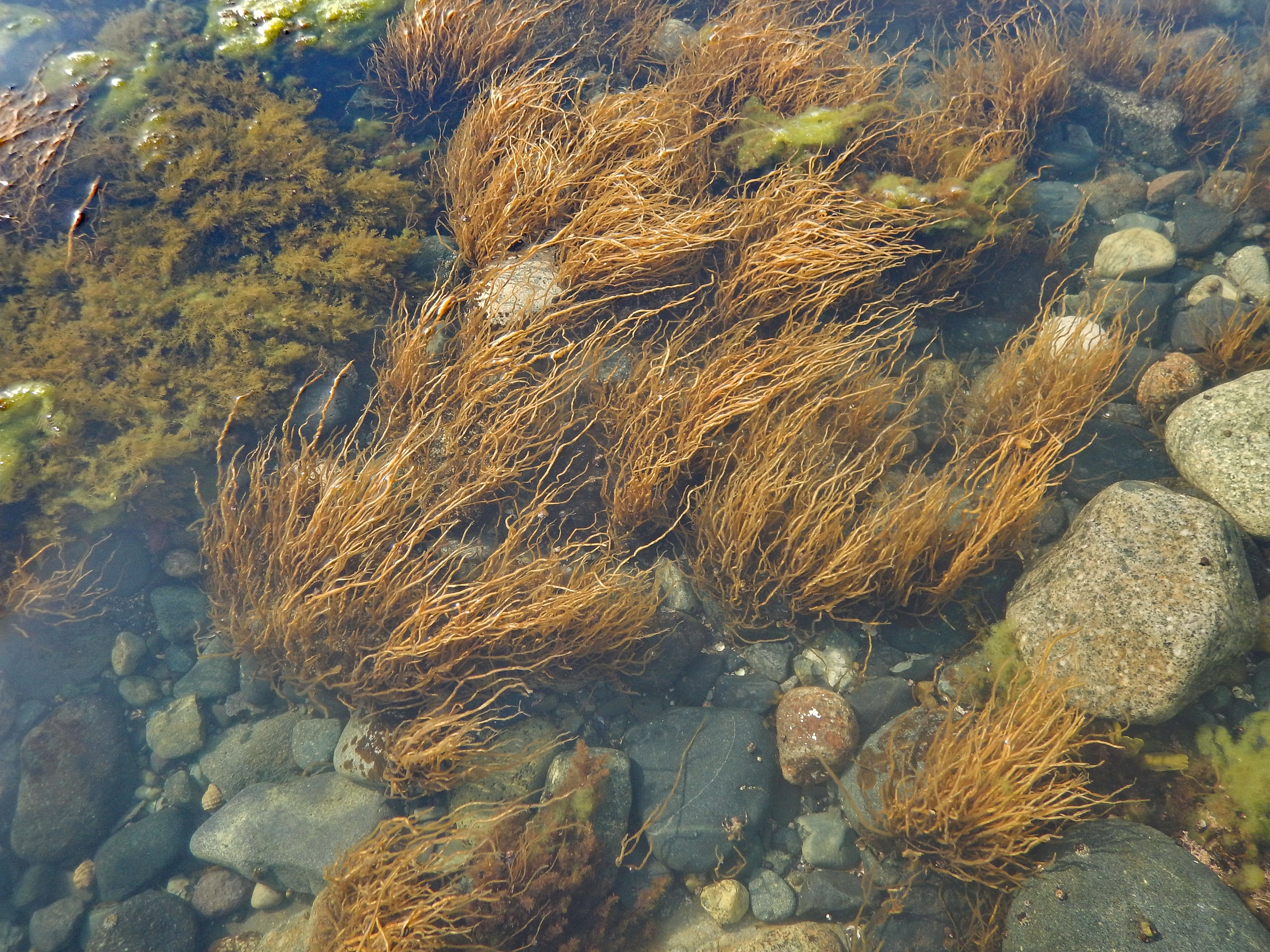 Melanosiphon intestinalis – M. Lindeberg · Cook Inlet · June 2018