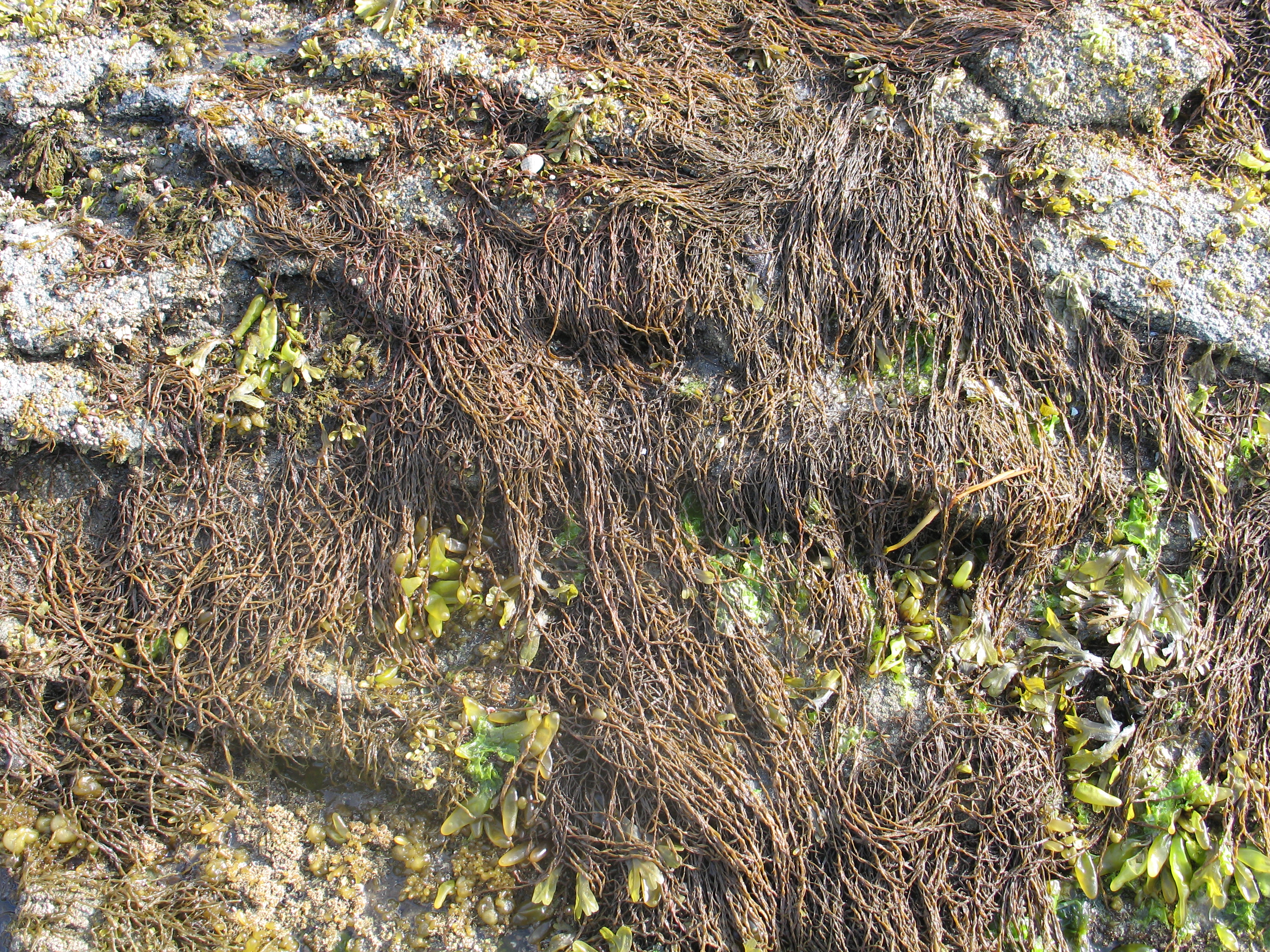 Melanosiphon intestinalis – M. Lindeberg · Alaska Peninsula · July 2009