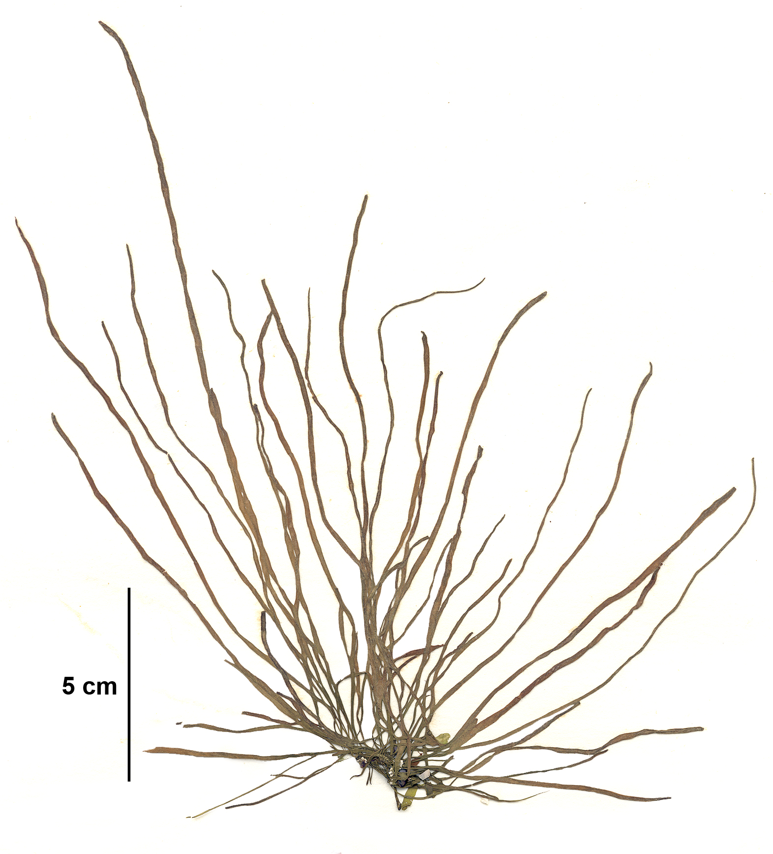 Melanosiphon intestinalis