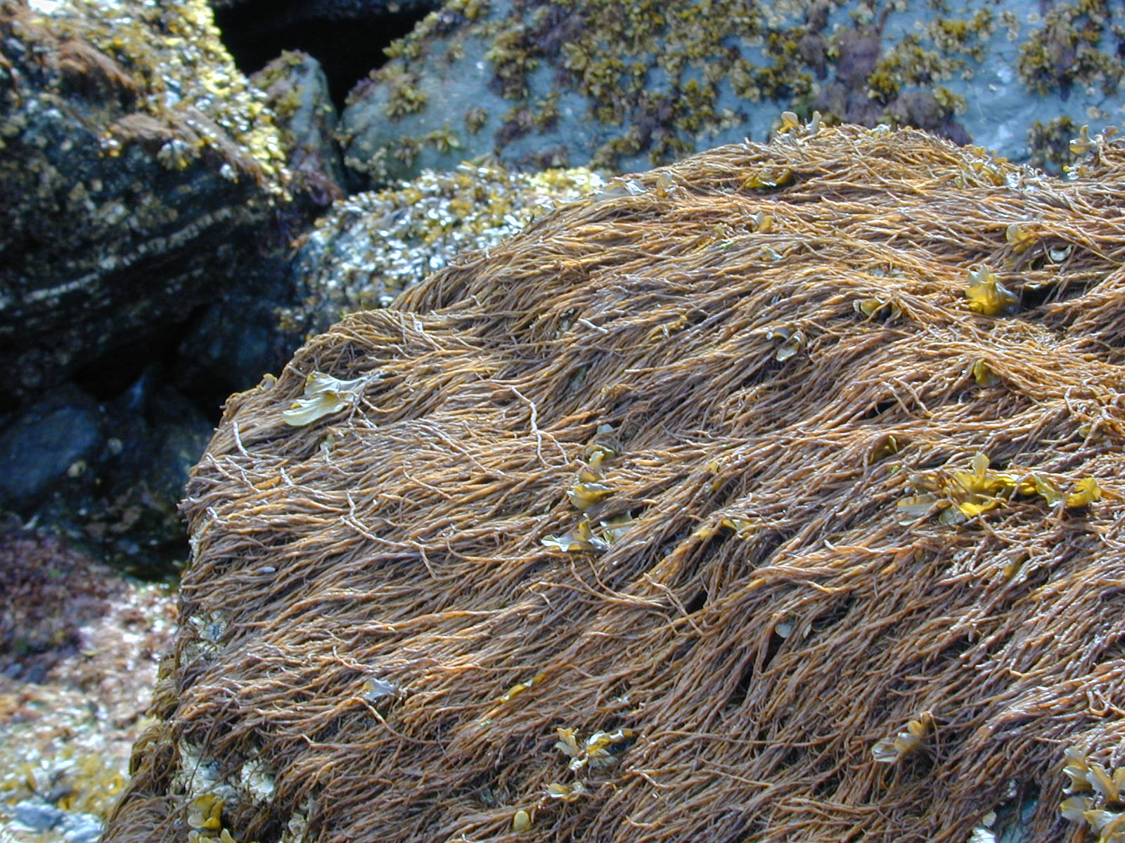 Melanosiphon intestinalis – M. Lindeberg · Cook Inlet · June 2000