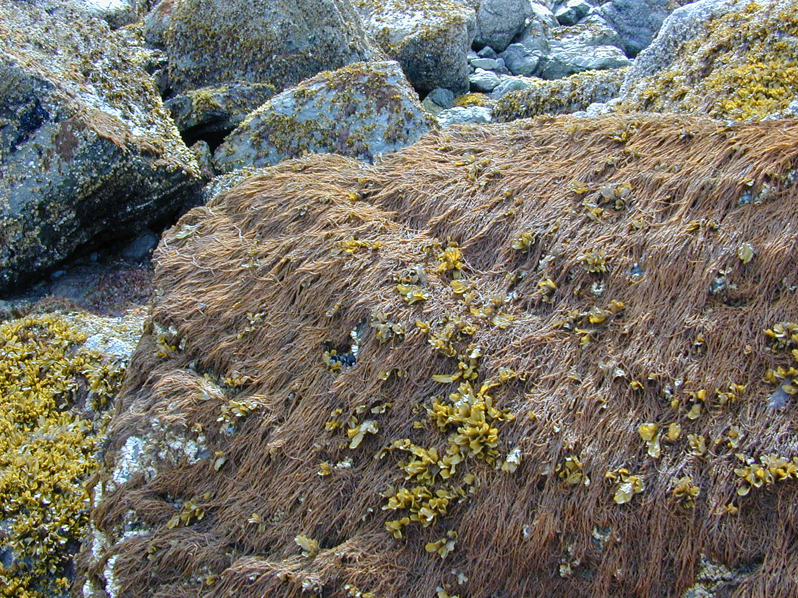 Melanosiphon intestinalis – M. Lindeberg · Cook Inlet · June 2000
