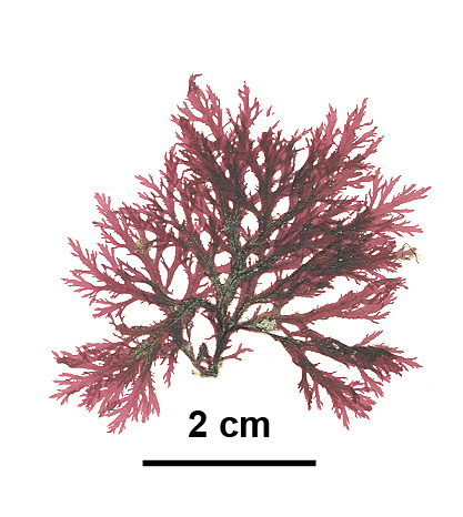 Membranoptera spinulosa