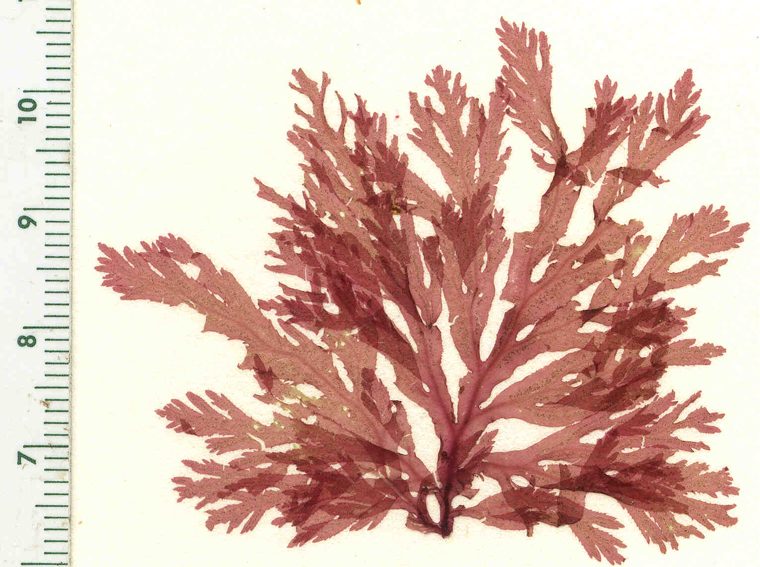 Membranoptera spinulosa – M. Lindeberg · Cook Inlet · June 1996