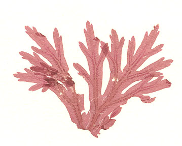 Membranoptera spinulosa – M. Lindeberg · February 1991