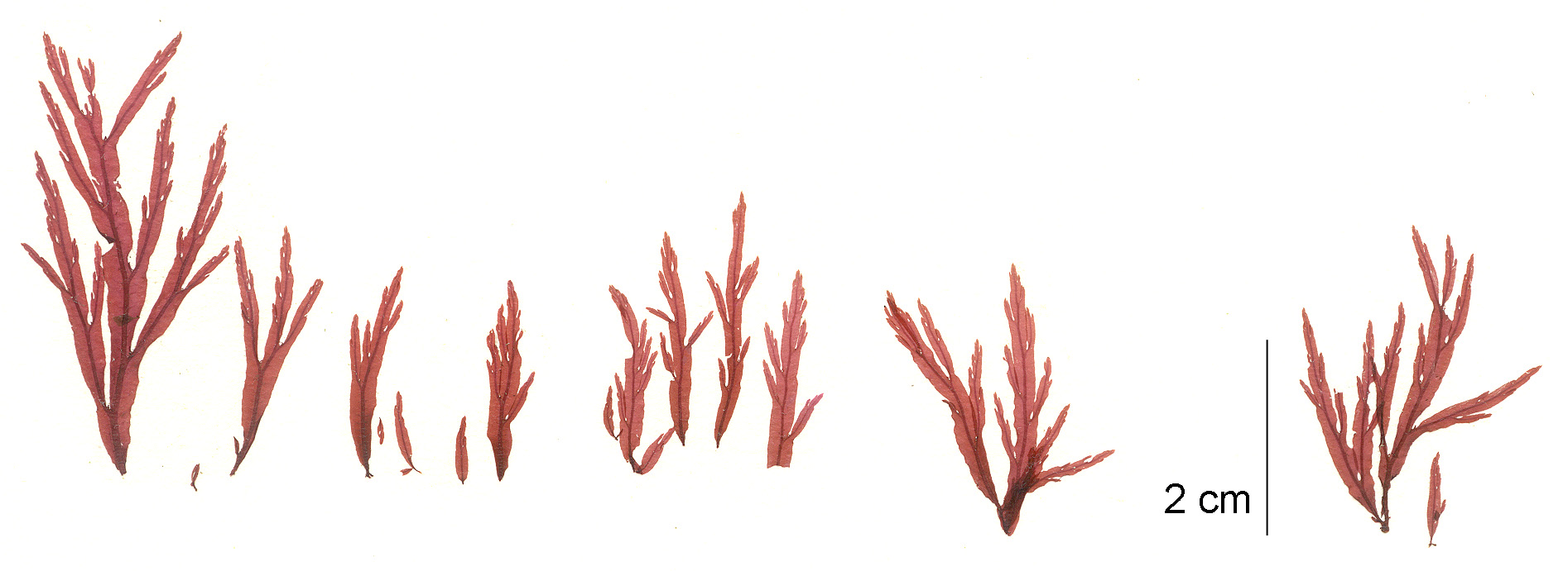 Membranoptera spinulosa – M. Lindeberg