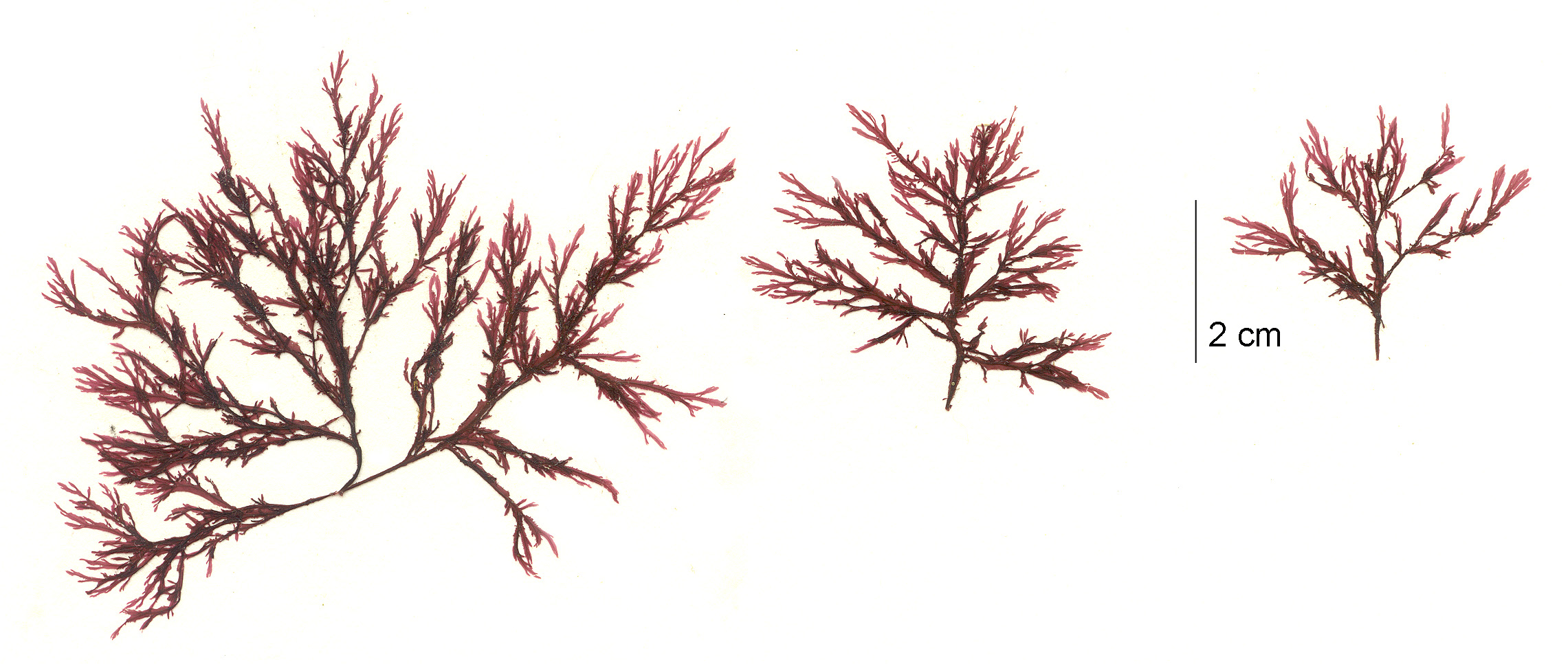 Membranoptera spinulosa – M. Lindeberg · Aleutian Islands · July 2006