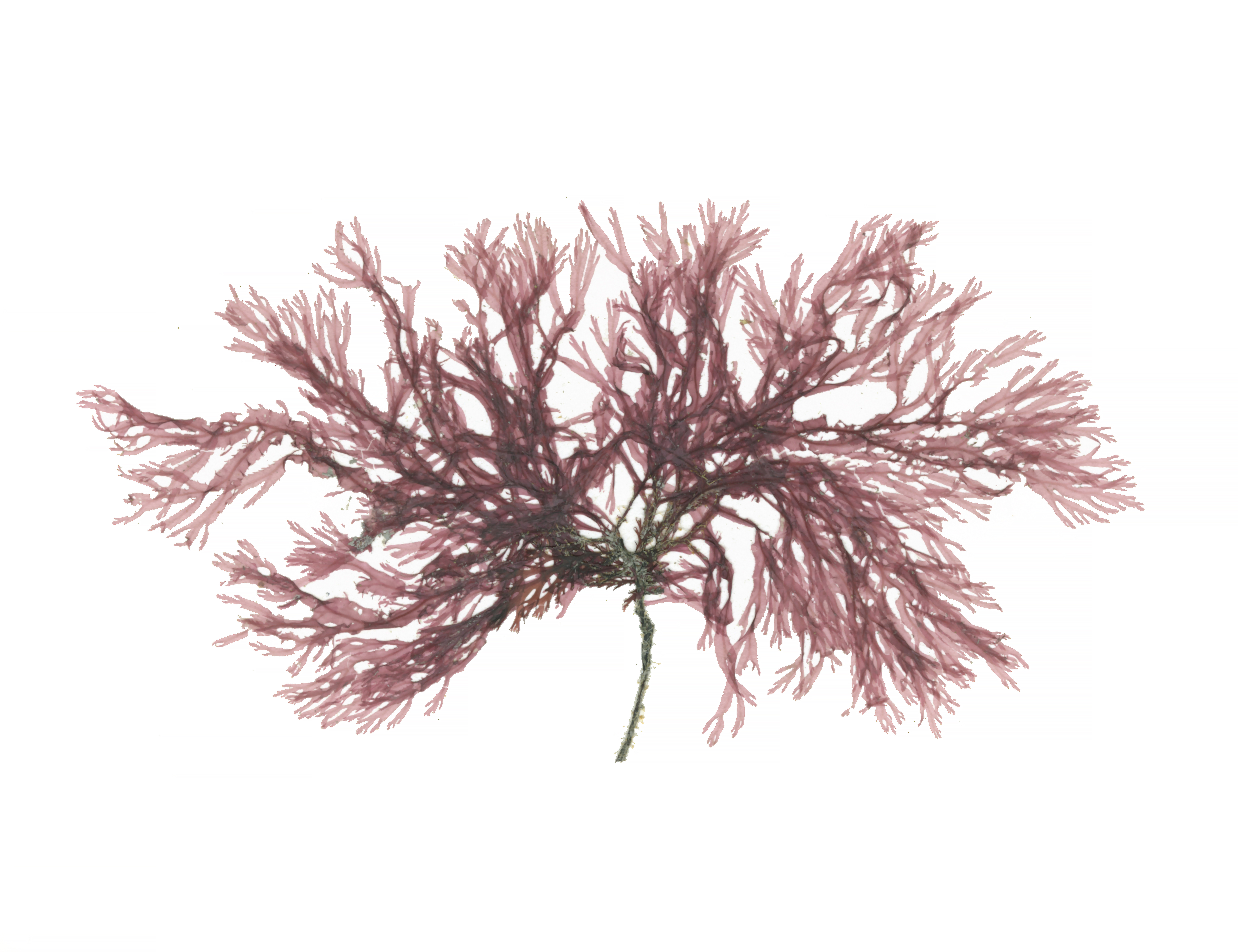 Membranoptera spinulosa – M. Lindeberg · Cook Inlet · June 2016