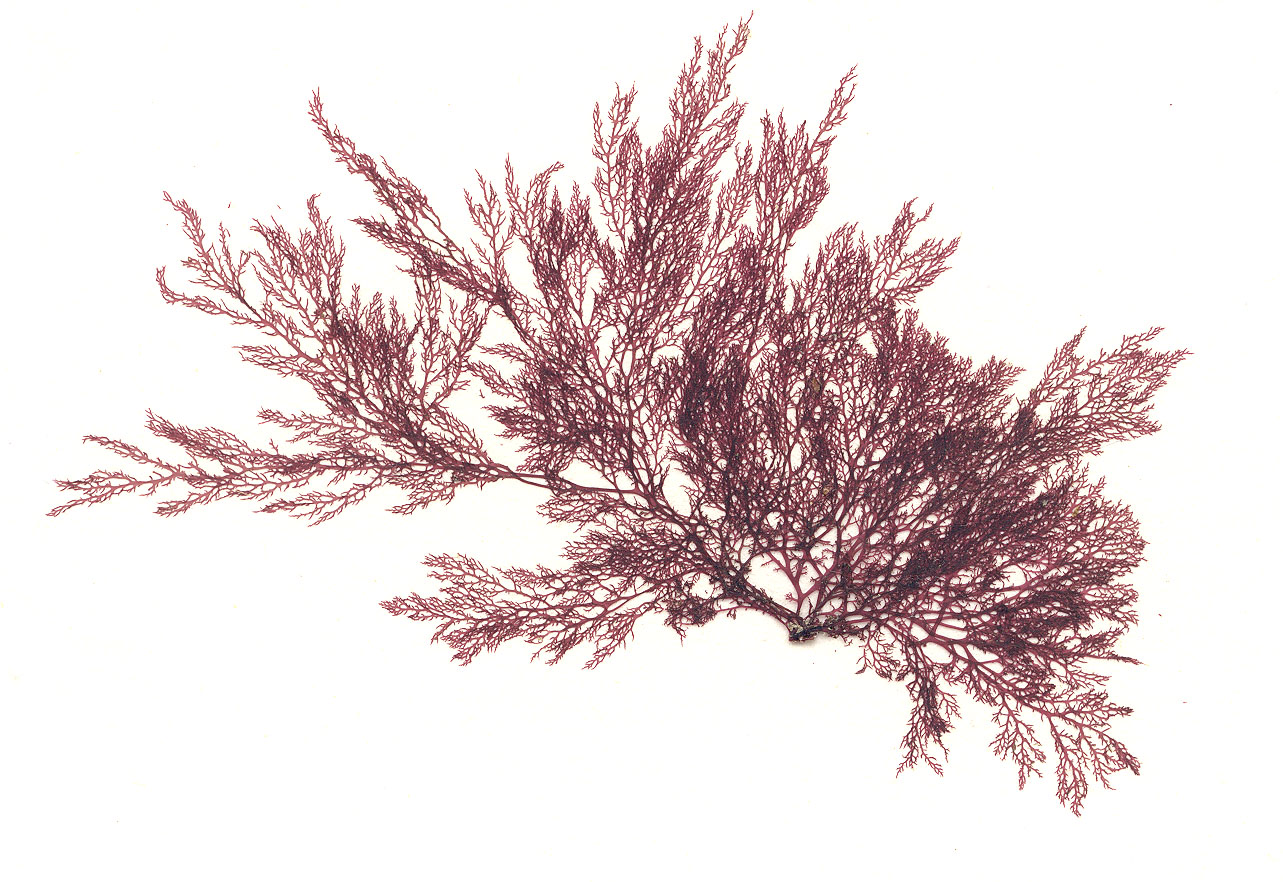 Membranoptera spinulosa – M. Lindeberg · Cook Inlet · June 1996