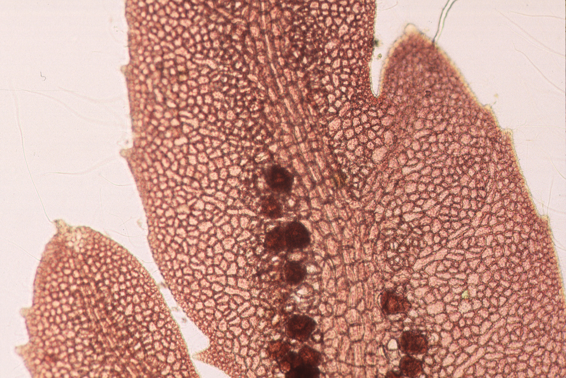 Membranoptera spinulosa – M. Lindeberg · Southeast