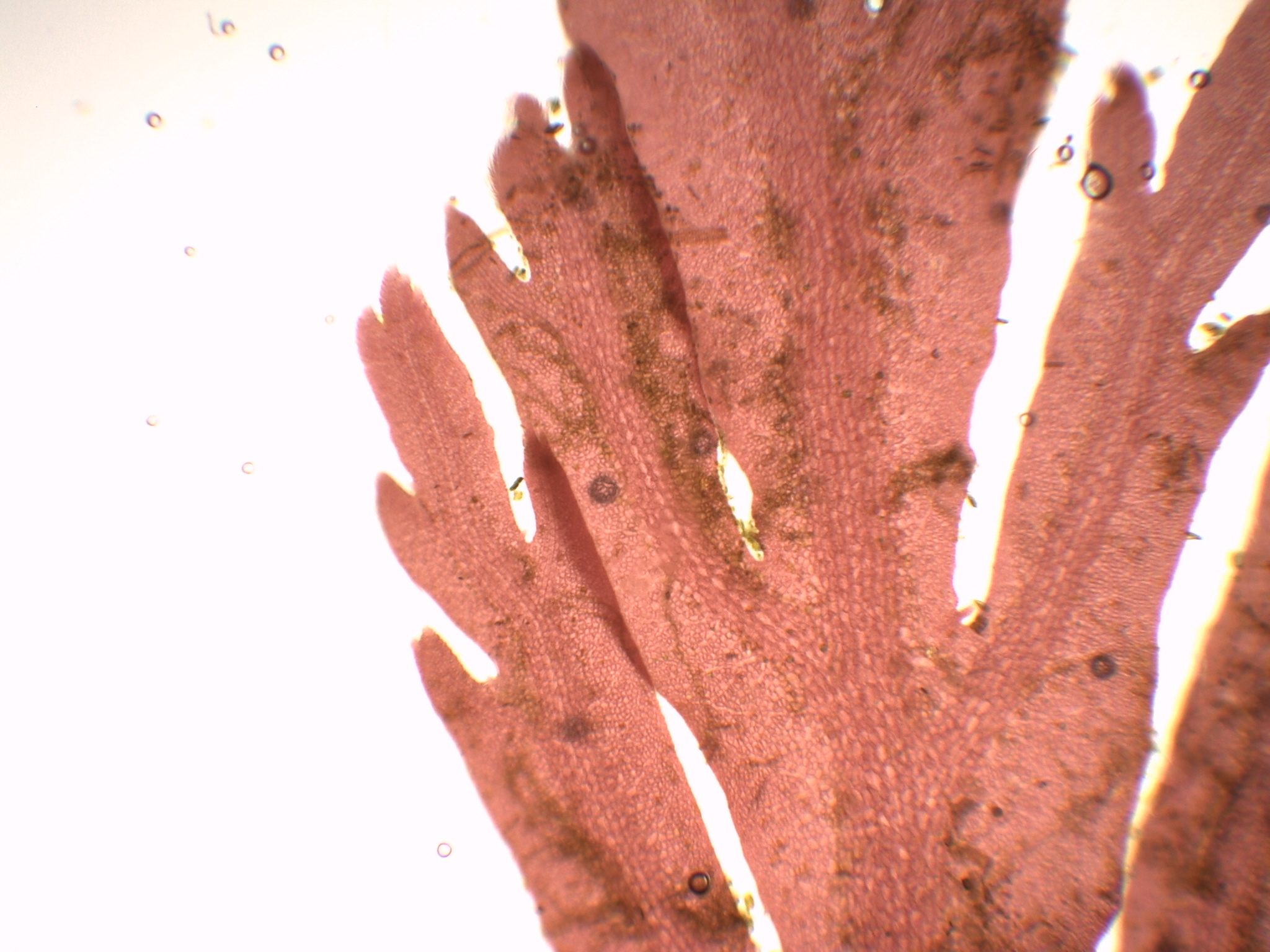 Membranoptera spinulosa – M. Lindeberg · Southeast