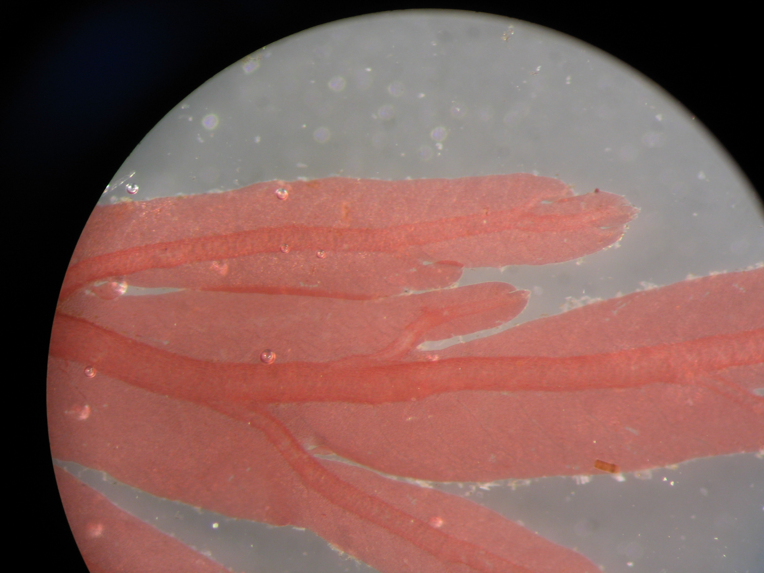 Membranoptera spinulosa – M. Lindeberg · Aleutian Islands · July 2006