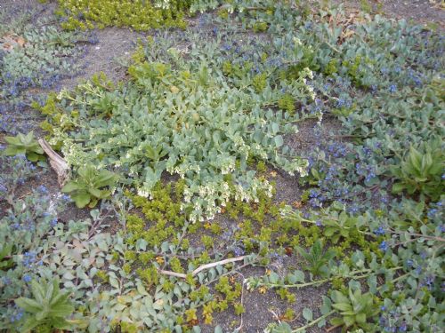 Mertensia maritima – M. Lindeberg · Alaska Peninsula · July 2009