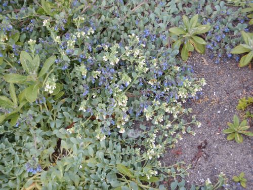 Mertensia maritima – M. Lindeberg · Alaska Peninsula · July 2009