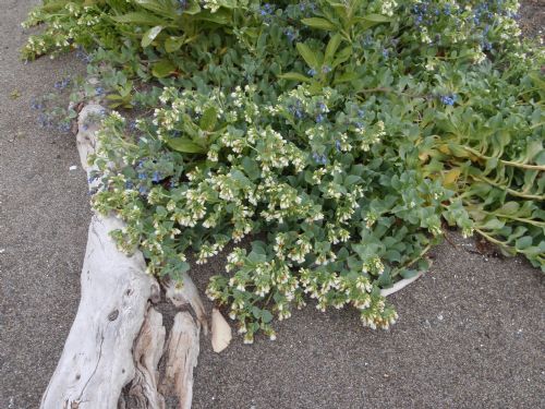 Mertensia maritima – M. Lindeberg · Alaska Peninsula · July 2009