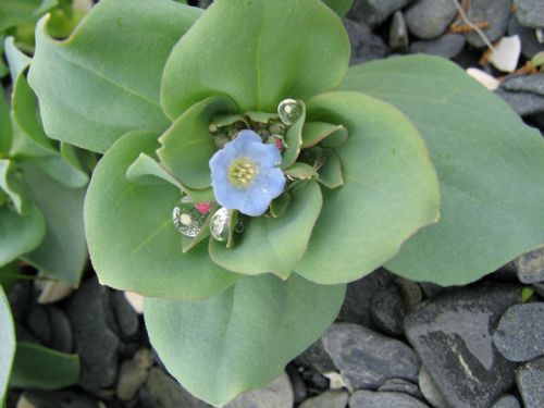 Mertensia maritima