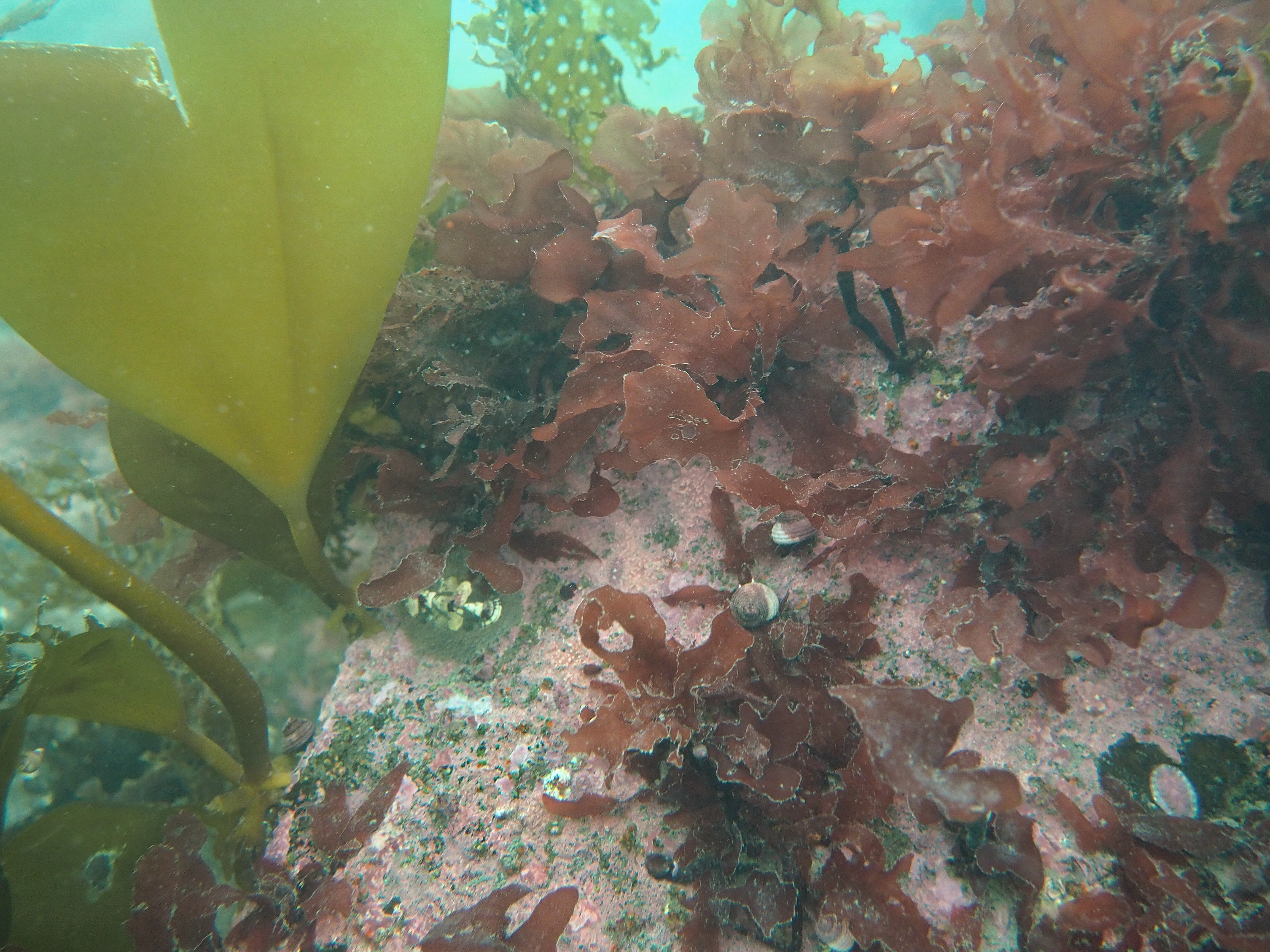 Mikamiella ruprechtiana – B. Konar · Cook Inlet · May 2018