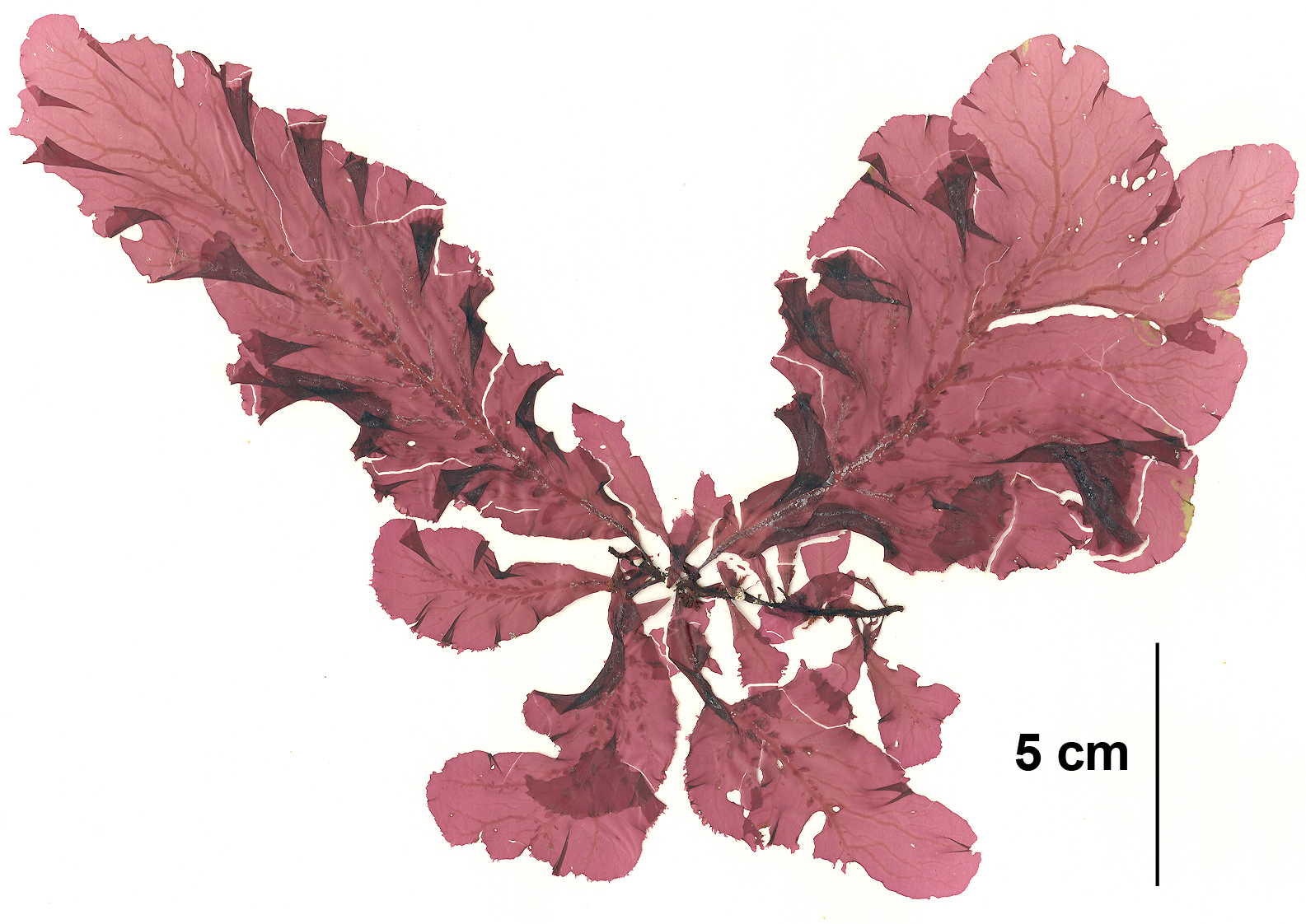 Mikamiella ruprechtiana
