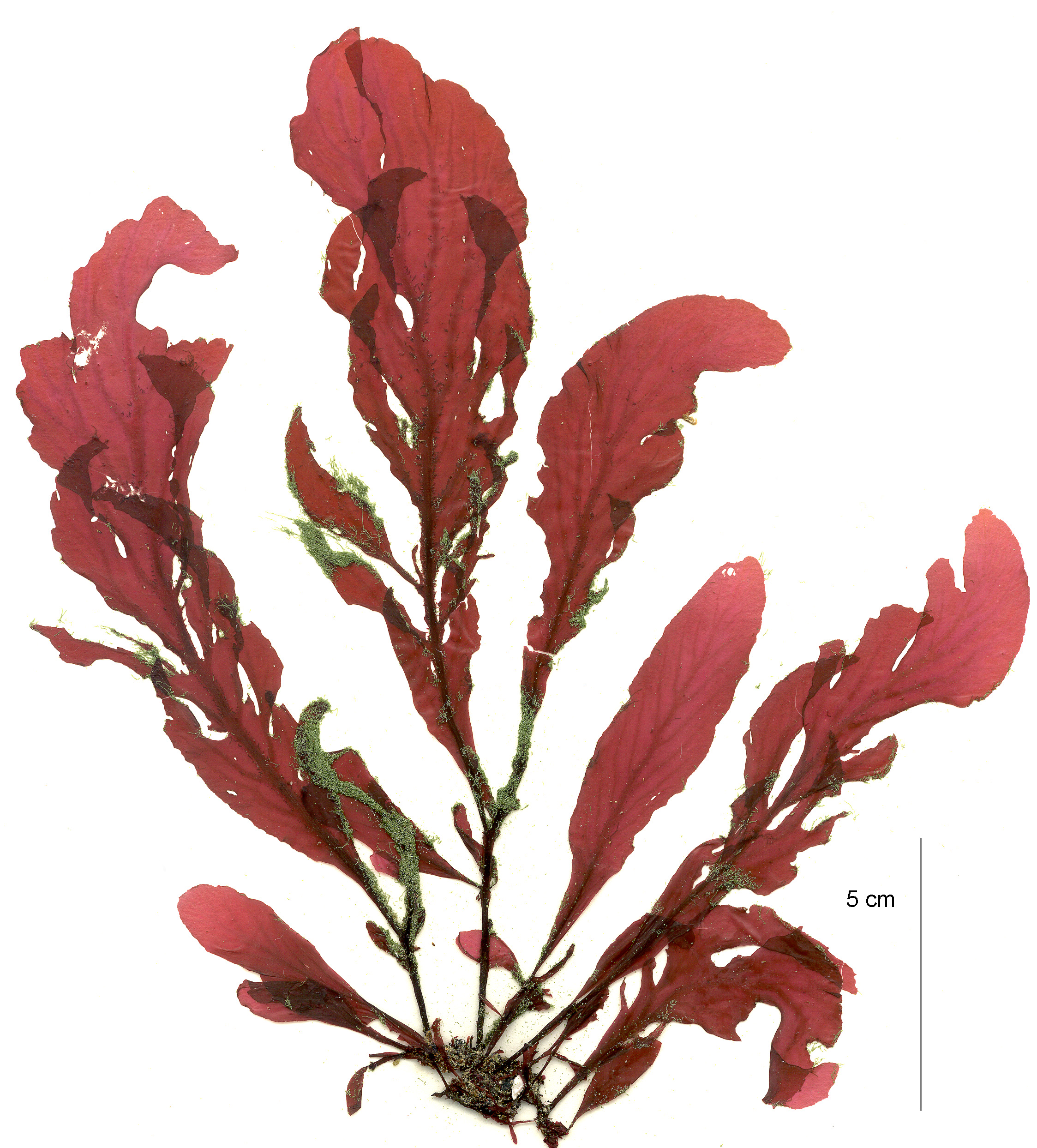 Mikamiella ruprechtiana – M. Lindeberg