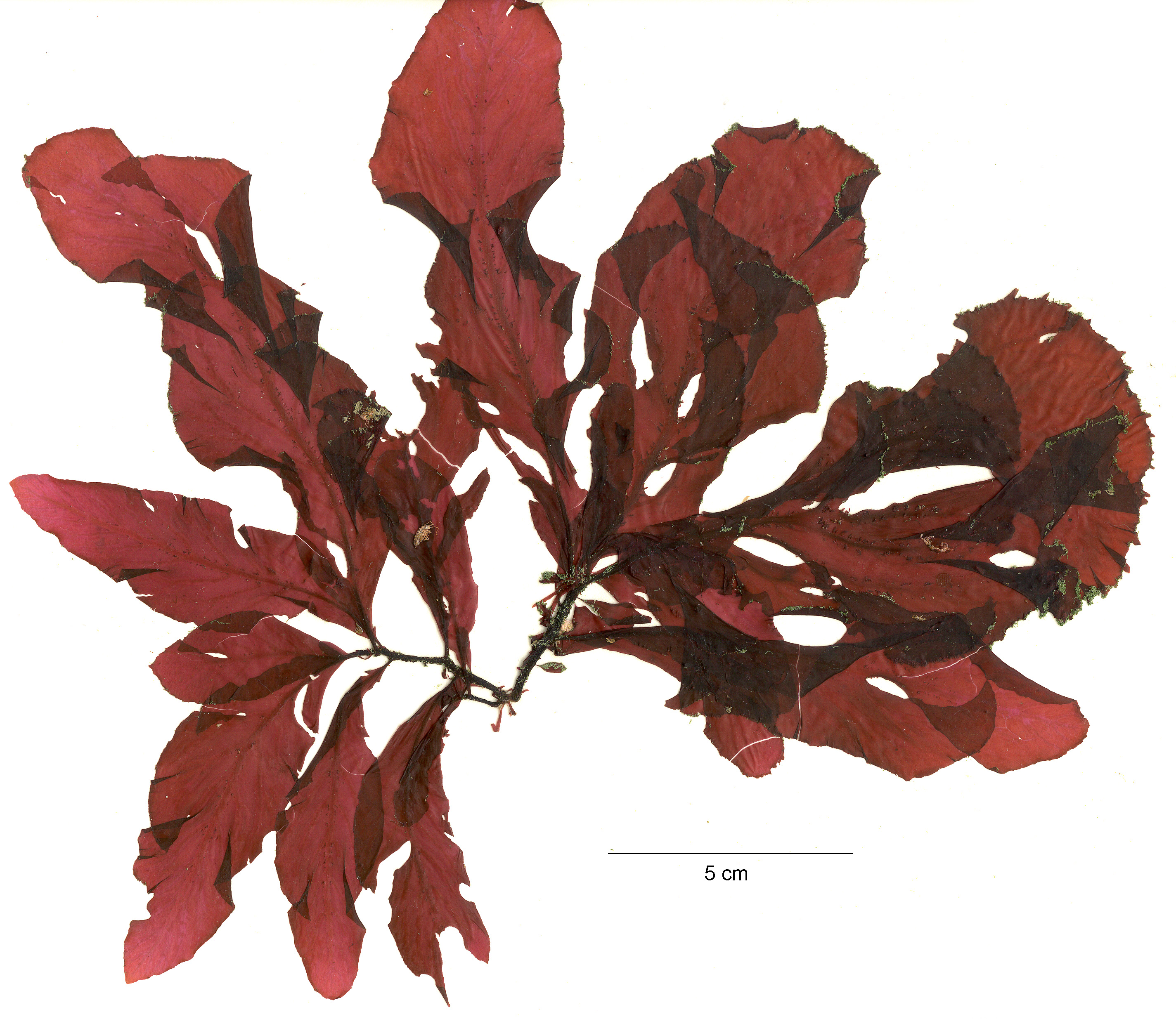 Mikamiella ruprechtiana – M. Lindeberg