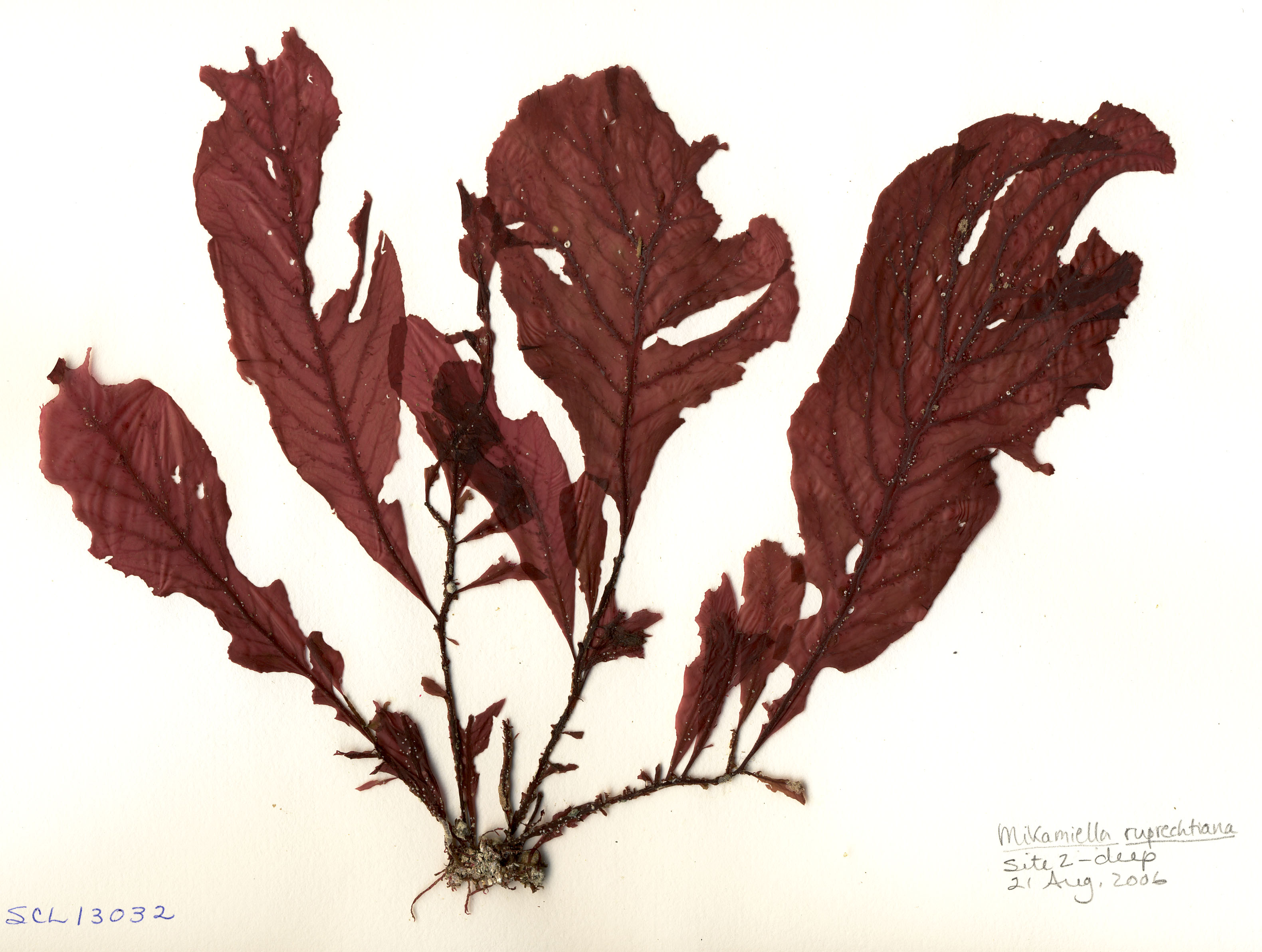 Mikamiella ruprechtiana – S. Lindstrom