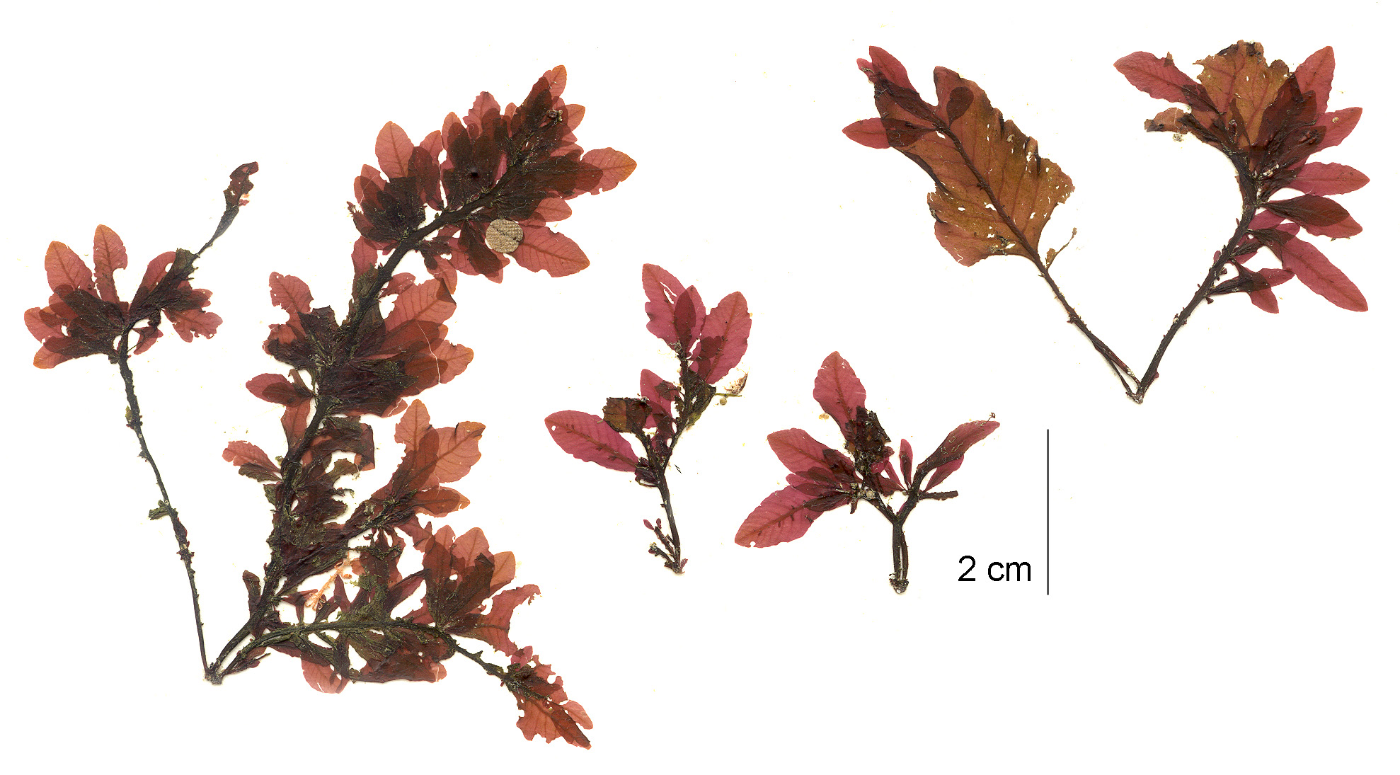 Mikamiella ruprechtiana – M. Lindeberg