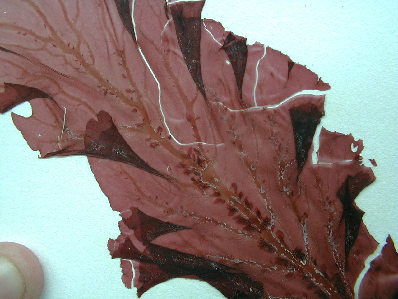 Mikamiella ruprechtiana – M. Lindeberg