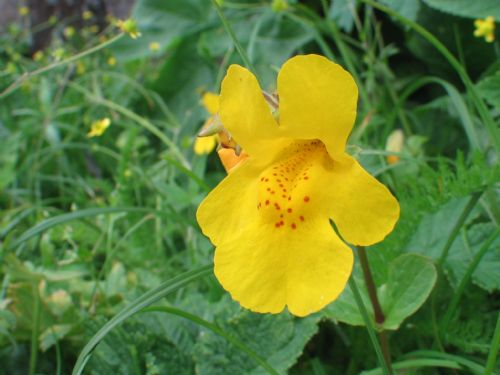 Mimulus guttatus