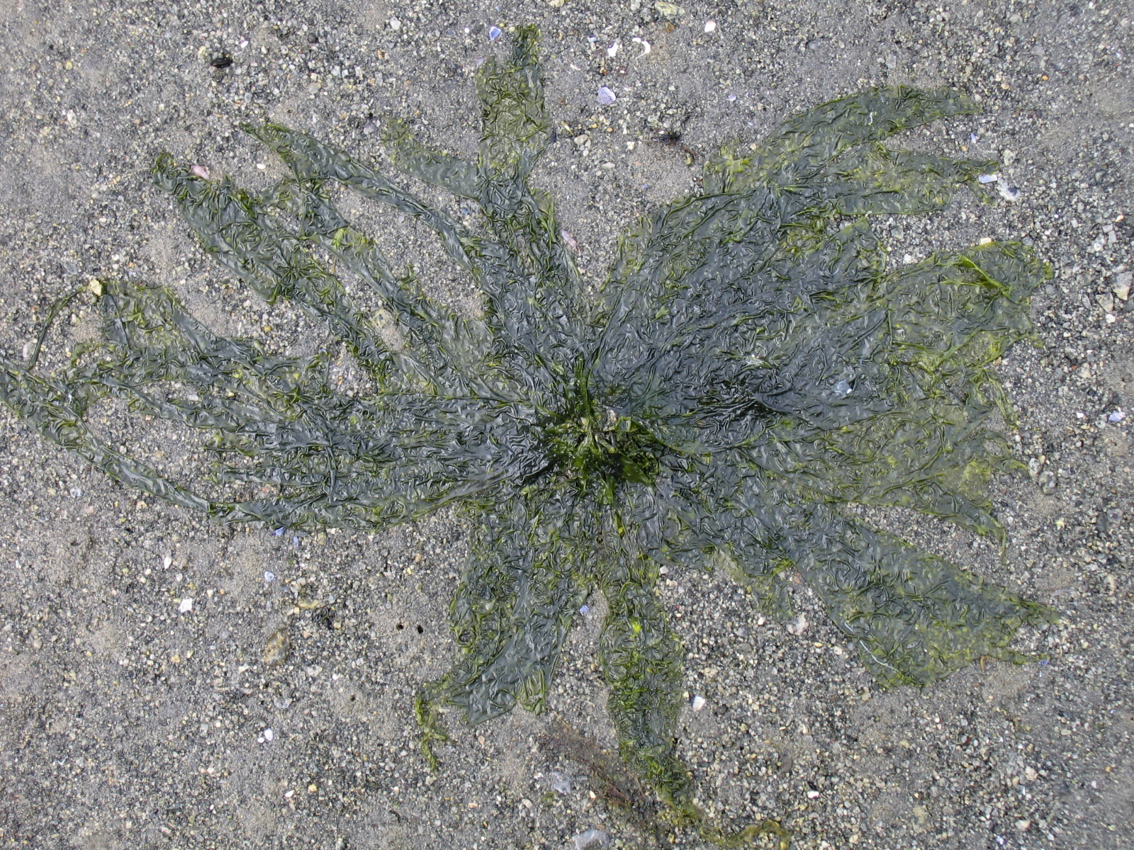Monostroma sp. – M. Lindeberg · Kenai Peninsula · June 1991