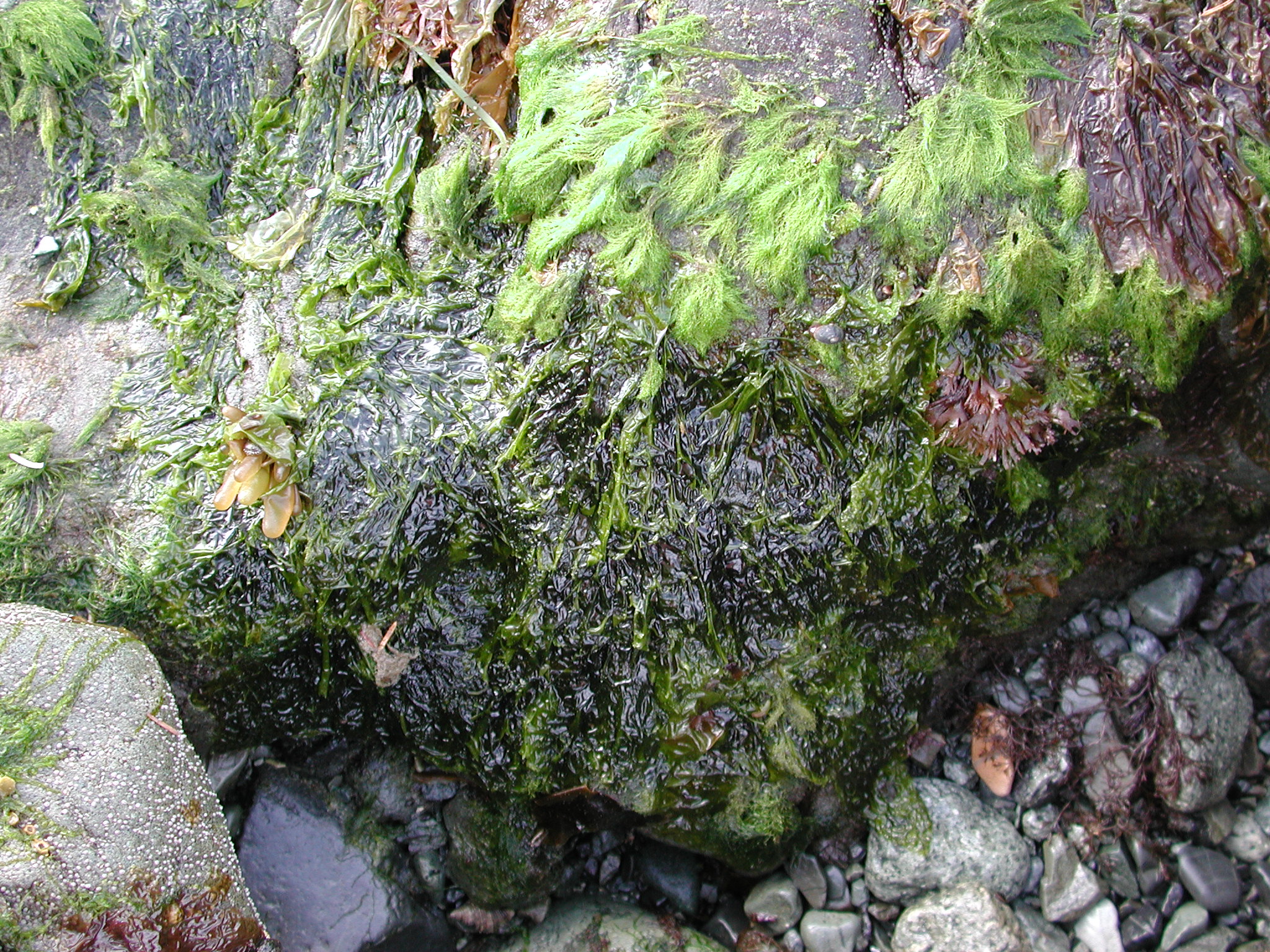 Monostroma sp. – M. Lindeberg · Kodiak Archipelago · May 2005