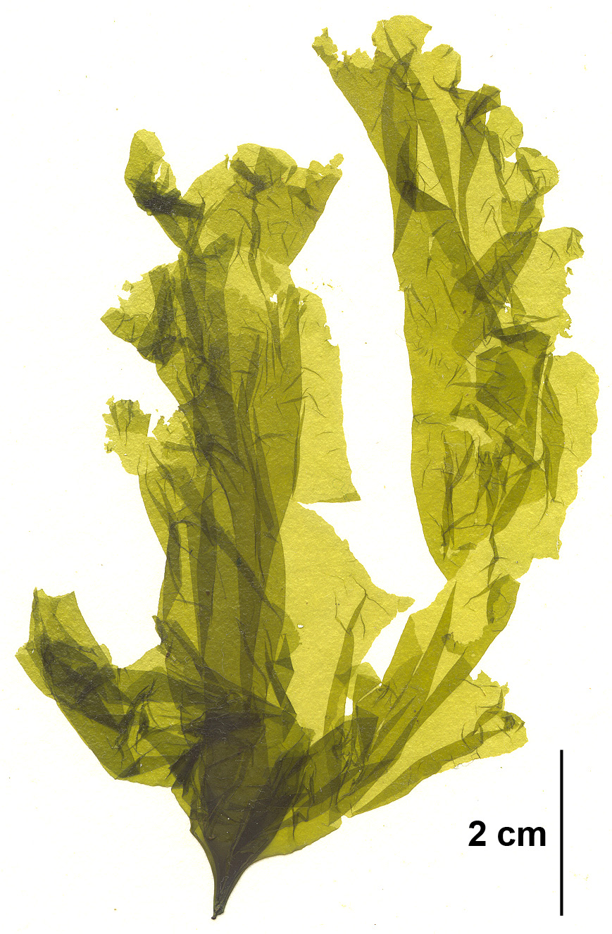 Monostroma sp. – M. Lindeberg · Aleutian Islands · July 2006