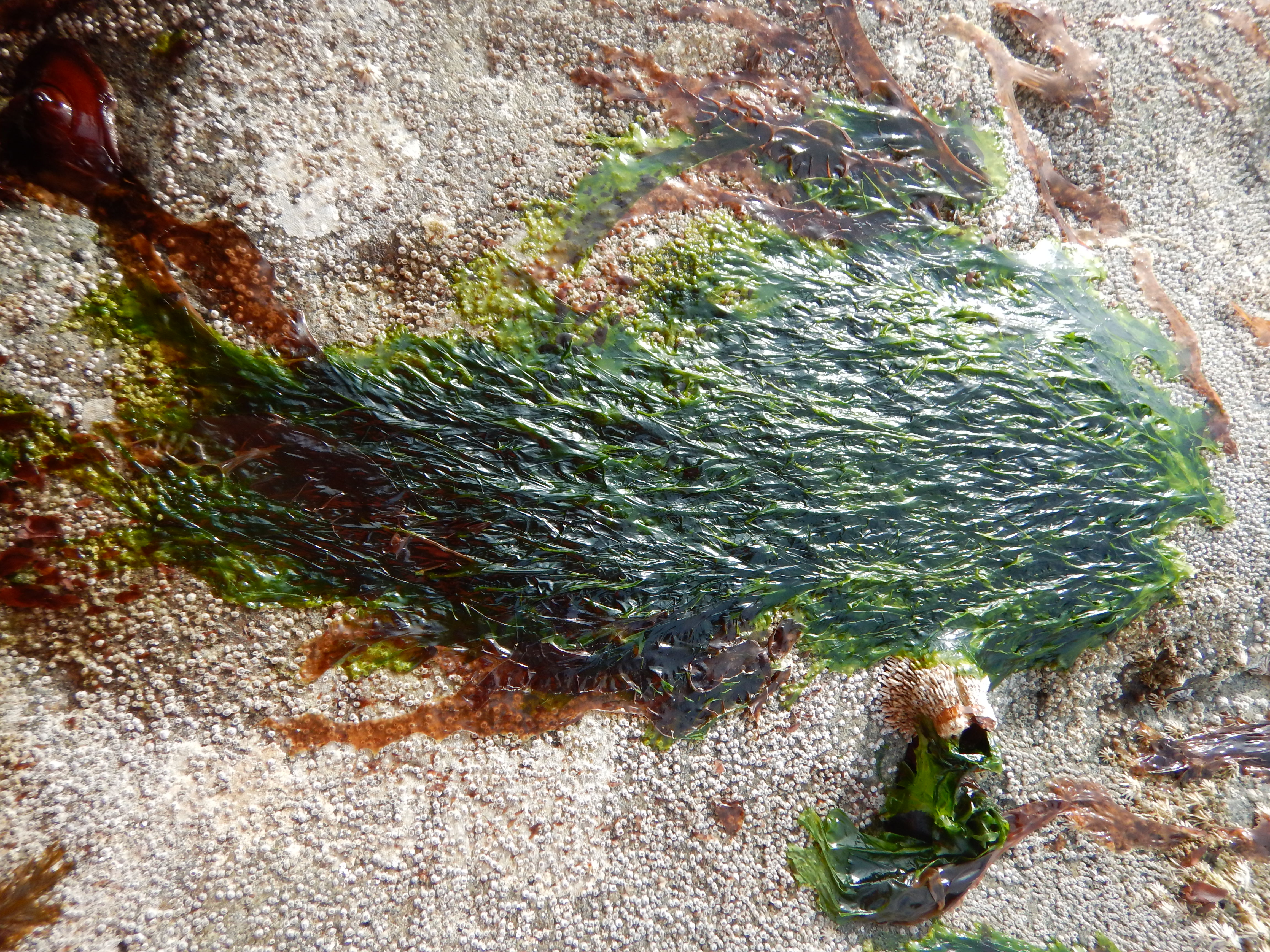 Monostroma sp. – M. Lindeberg · Alaska Peninsula · May 2016