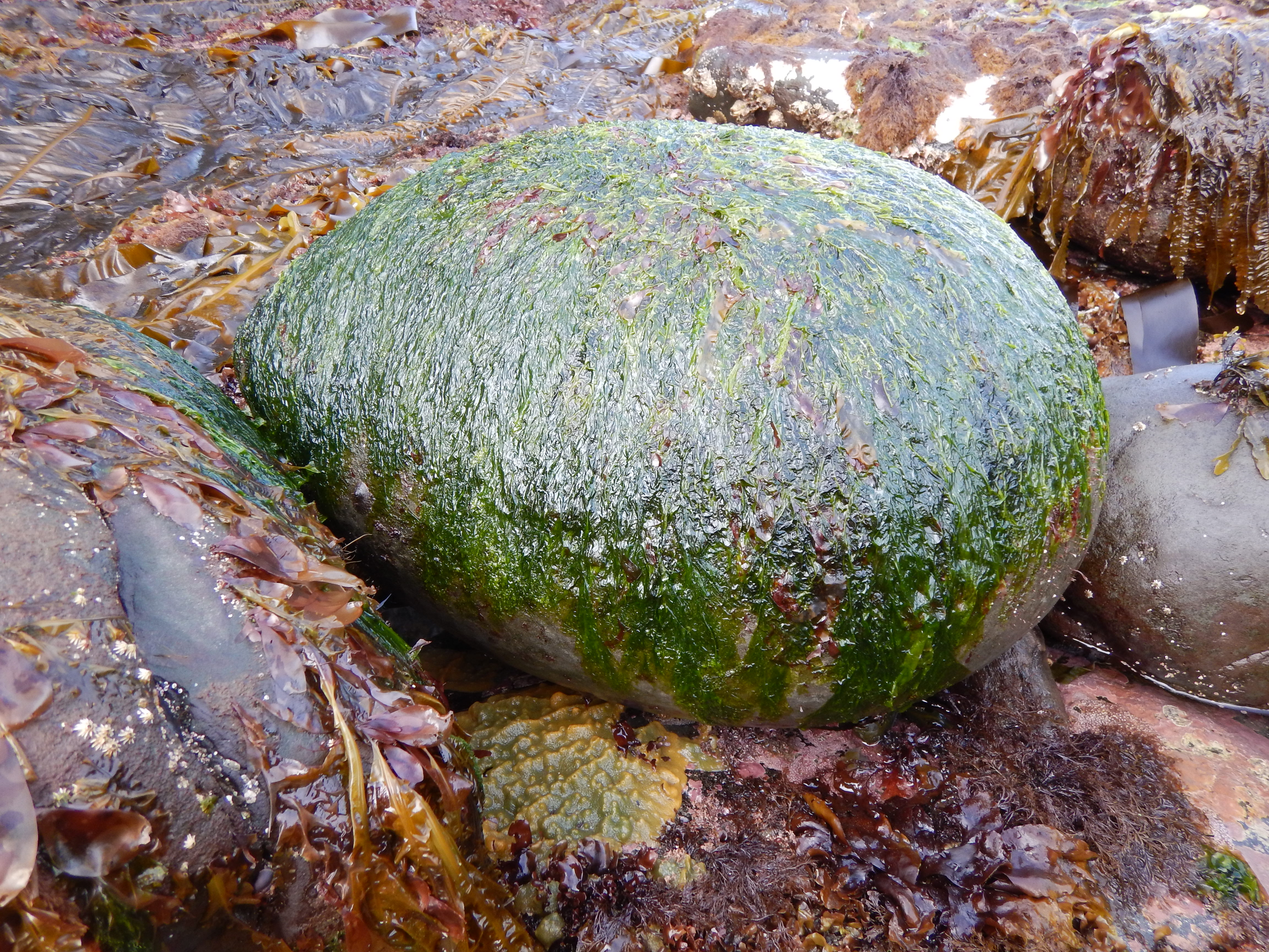 Monostroma sp. – M. Lindeberg · Alaska Peninsula · May 2016