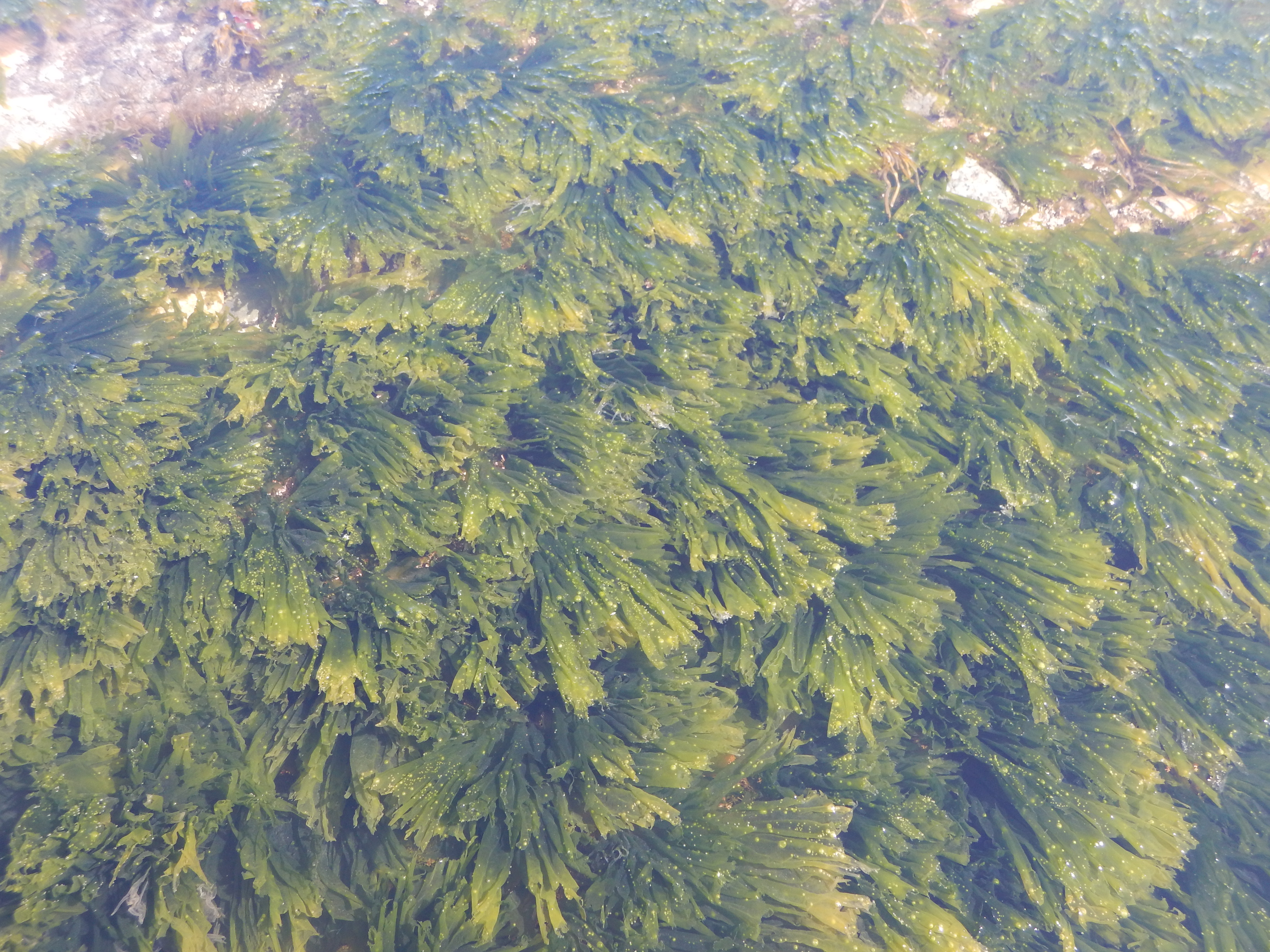 Monostroma sp. – M. Lindeberg · Cook Inlet · May 2017