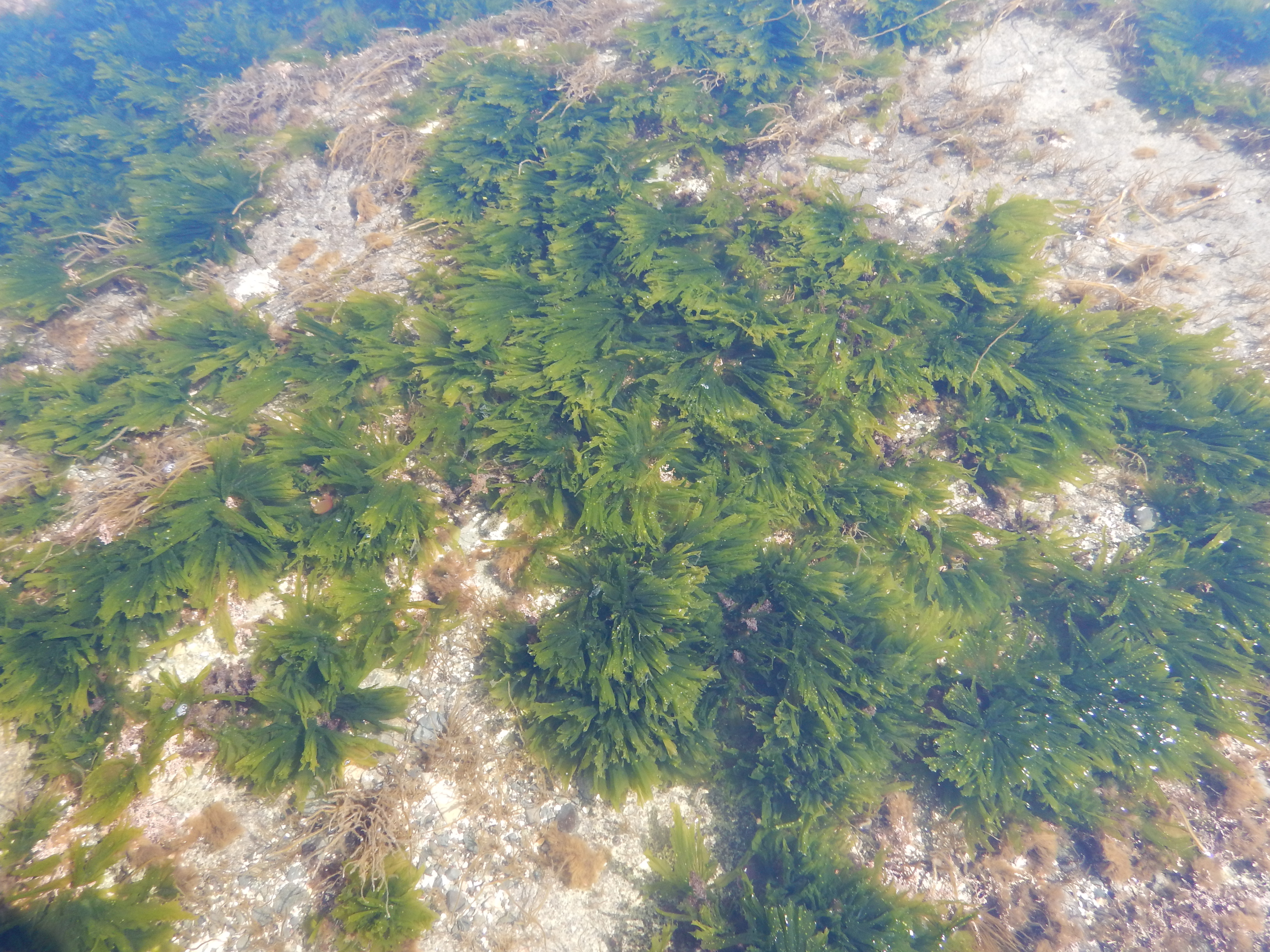 Monostroma sp. – M. Lindeberg · Cook Inlet · May 2017