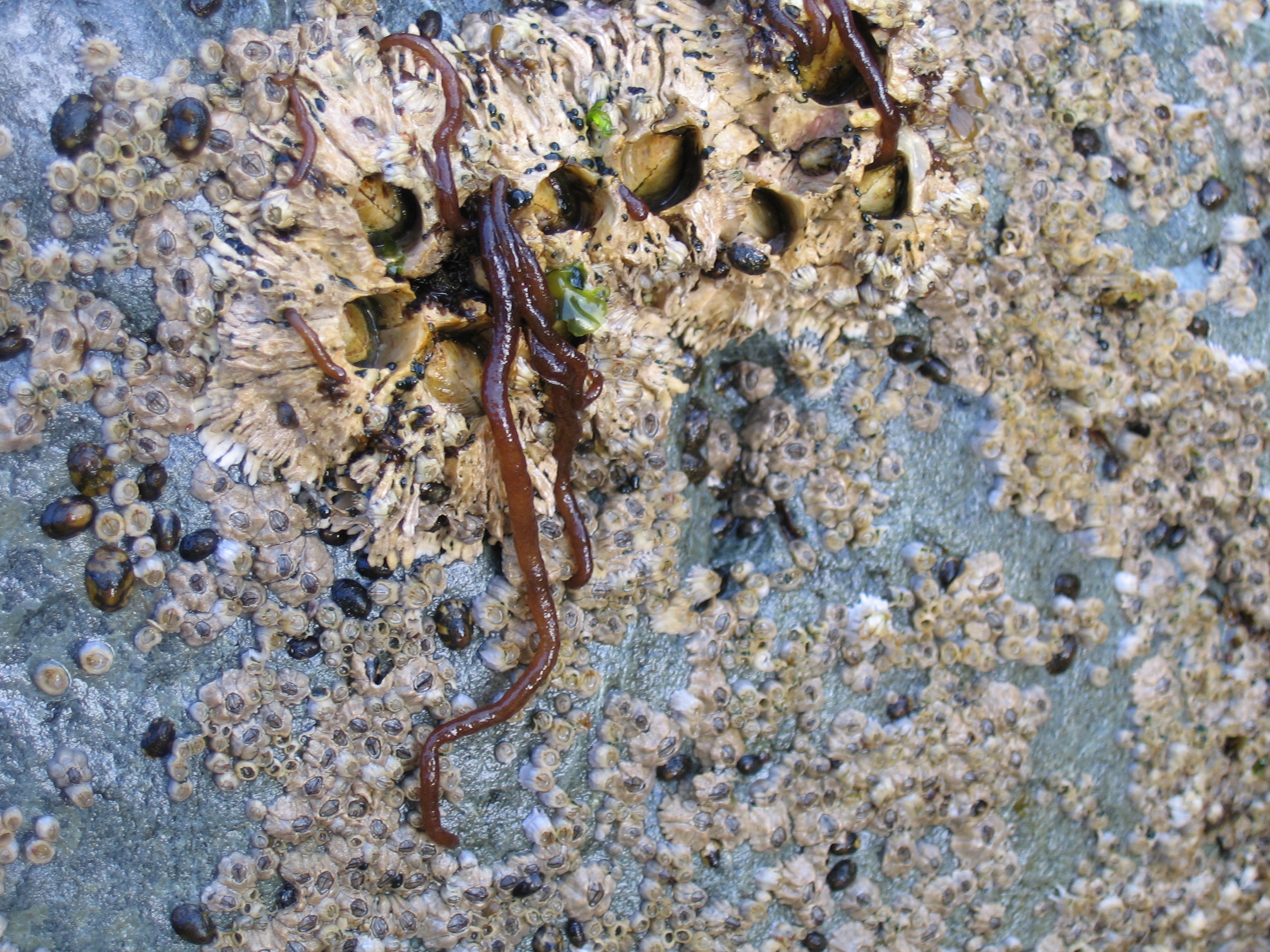 Nemalion sp. – M. Lindeberg · August 2006