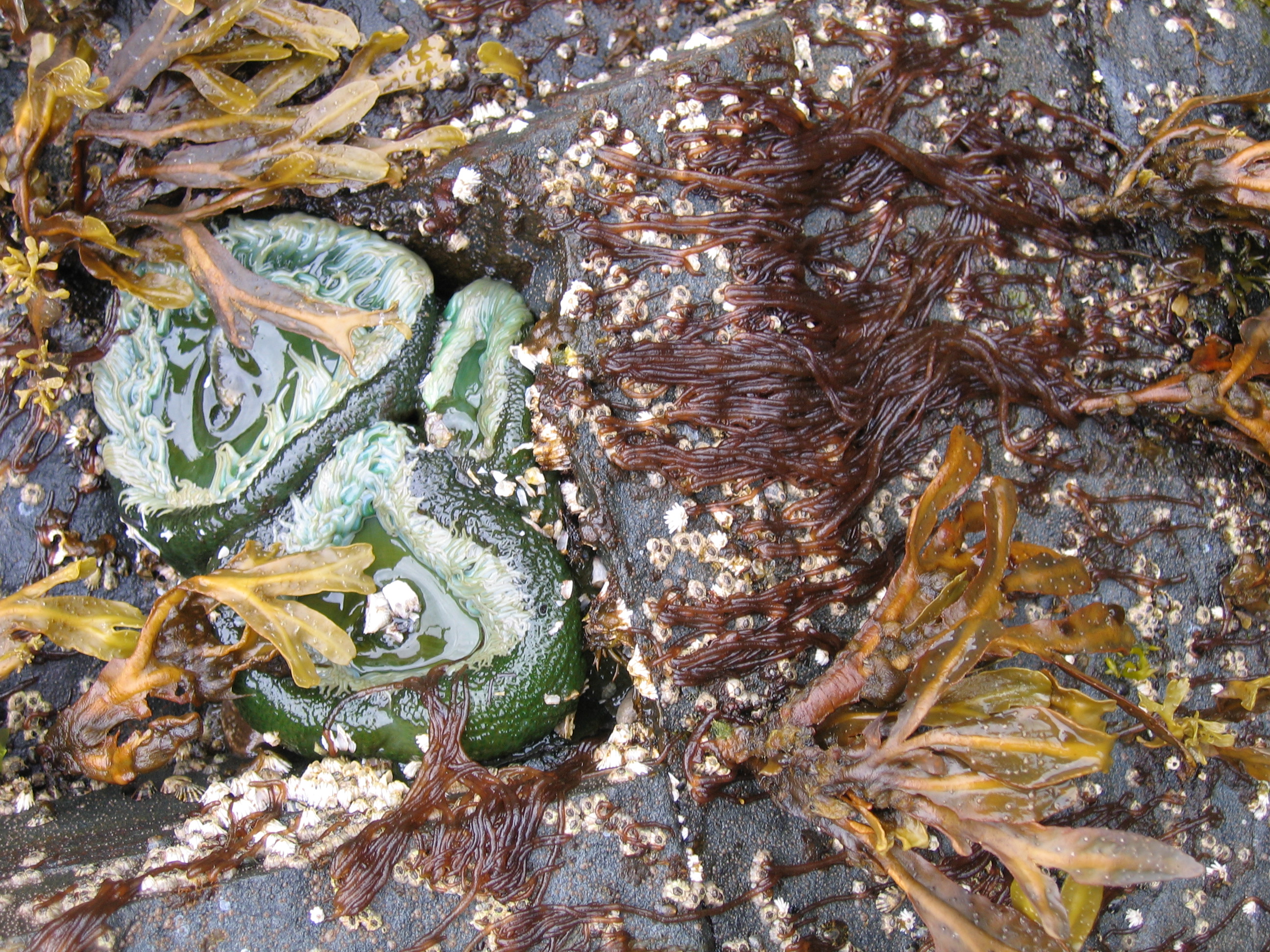 Nemalion sp. – M. Lindeberg · Aleutian Islands · July 2006