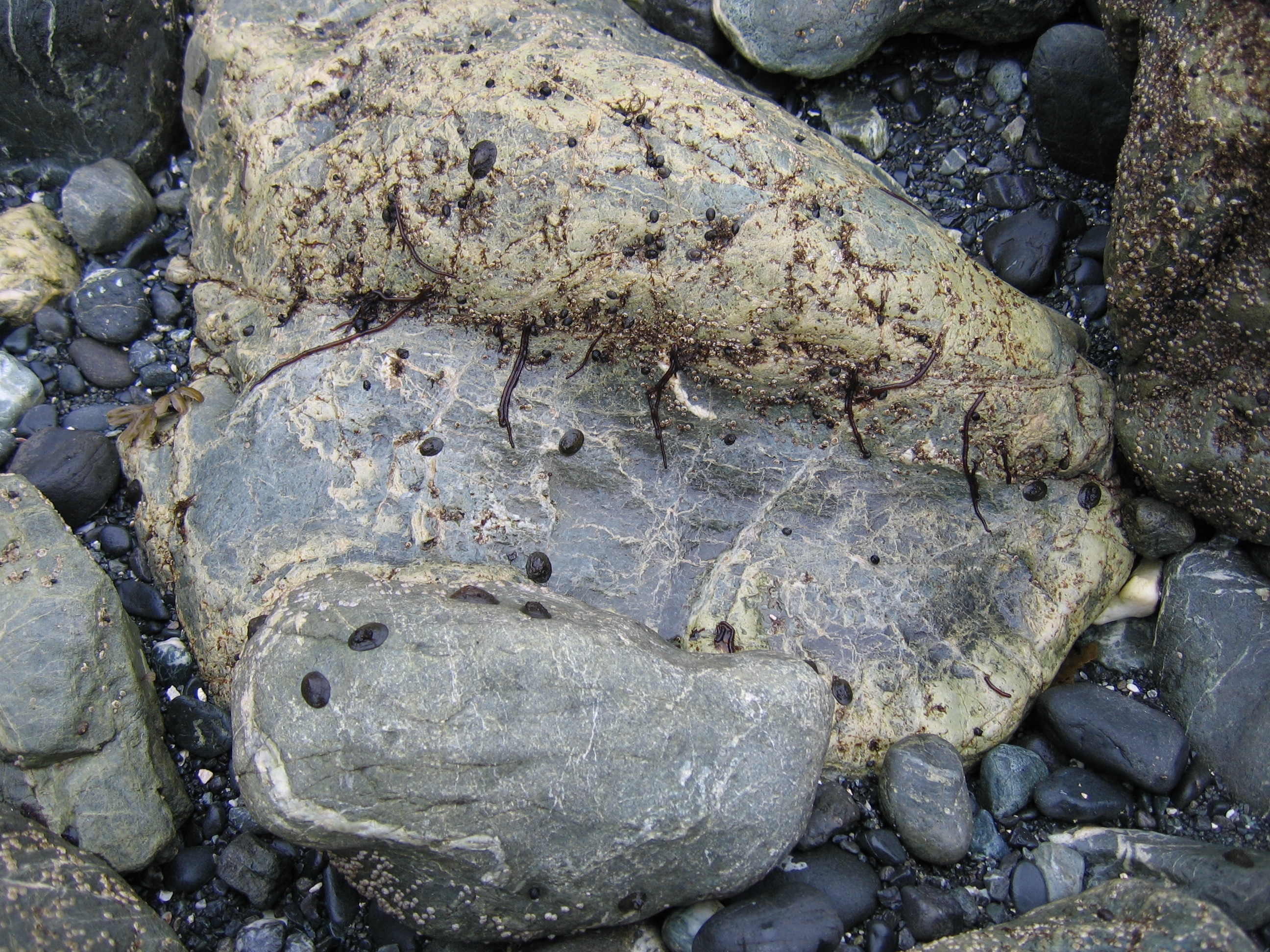 Nemalion sp. – M. Lindeberg · August 2006