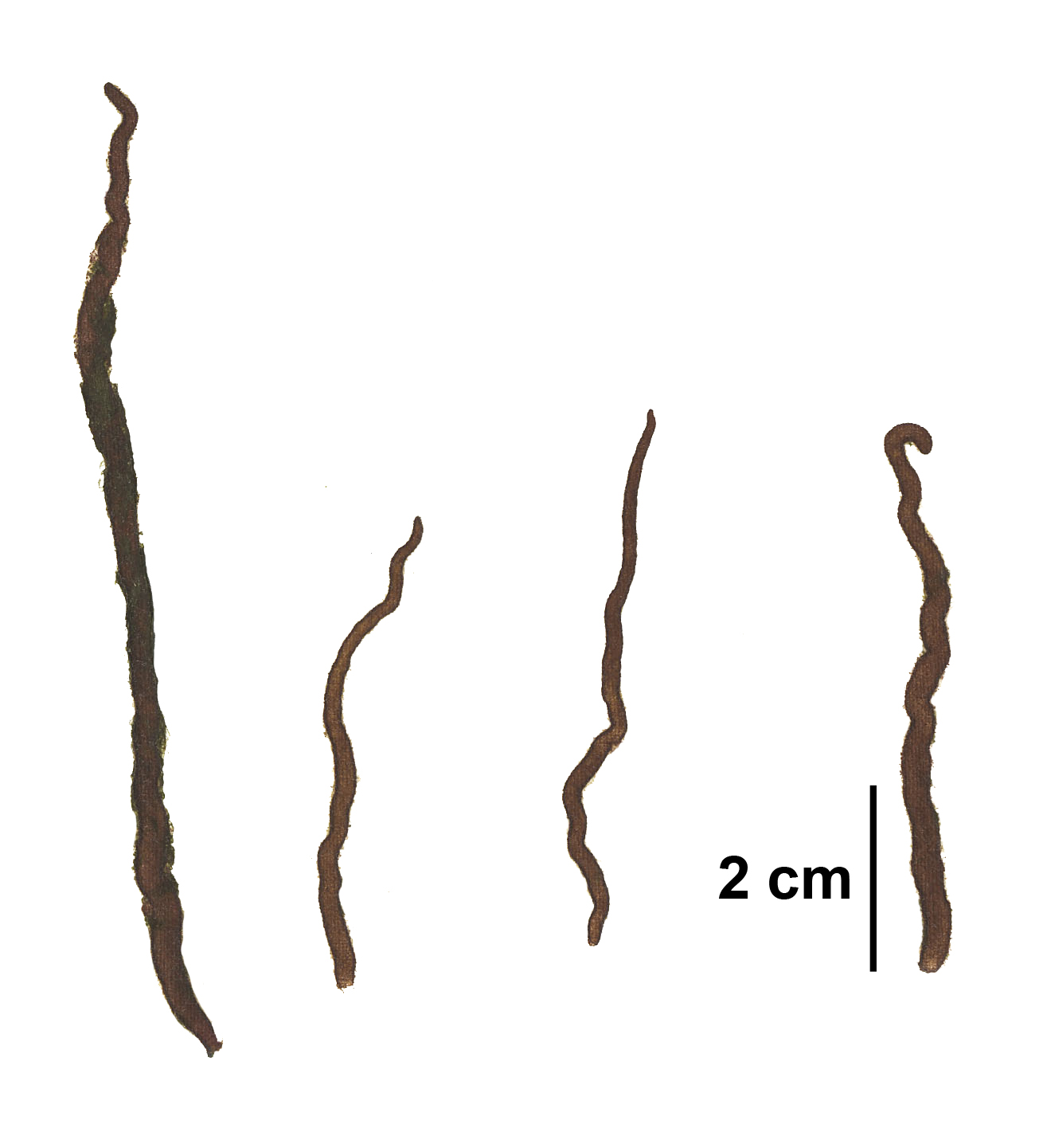 Nemalion sp.