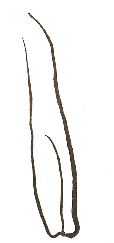 Nemalion sp. – M. Lindeberg