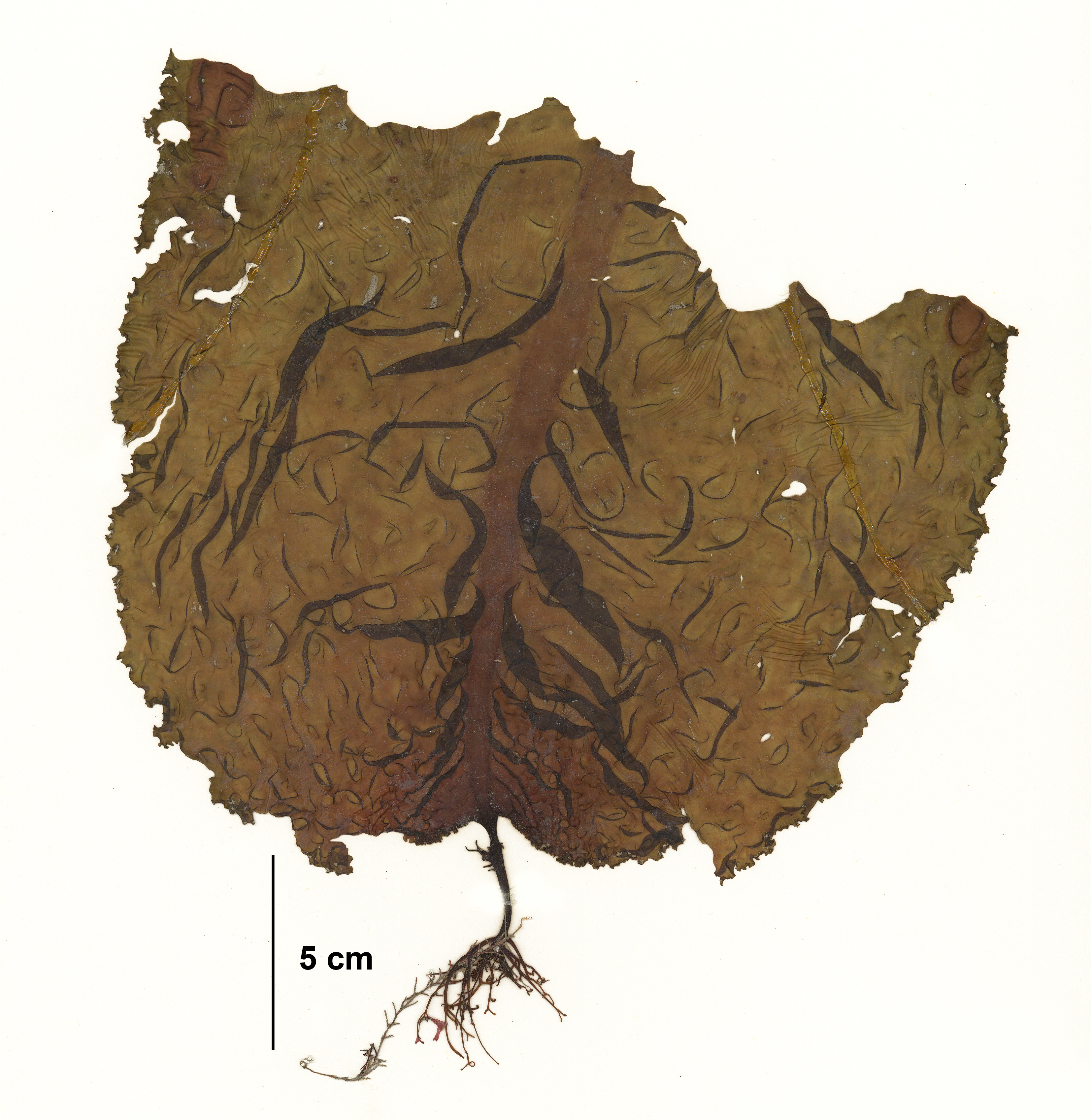 Neoagarum fimbriatum