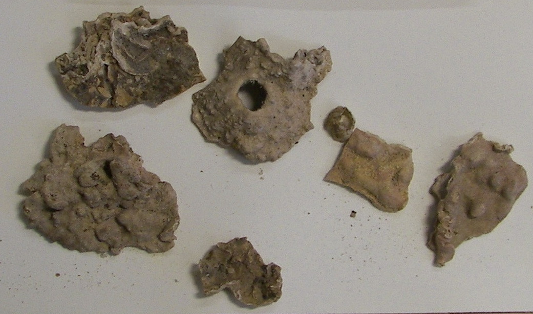Neopolyporolithon articum