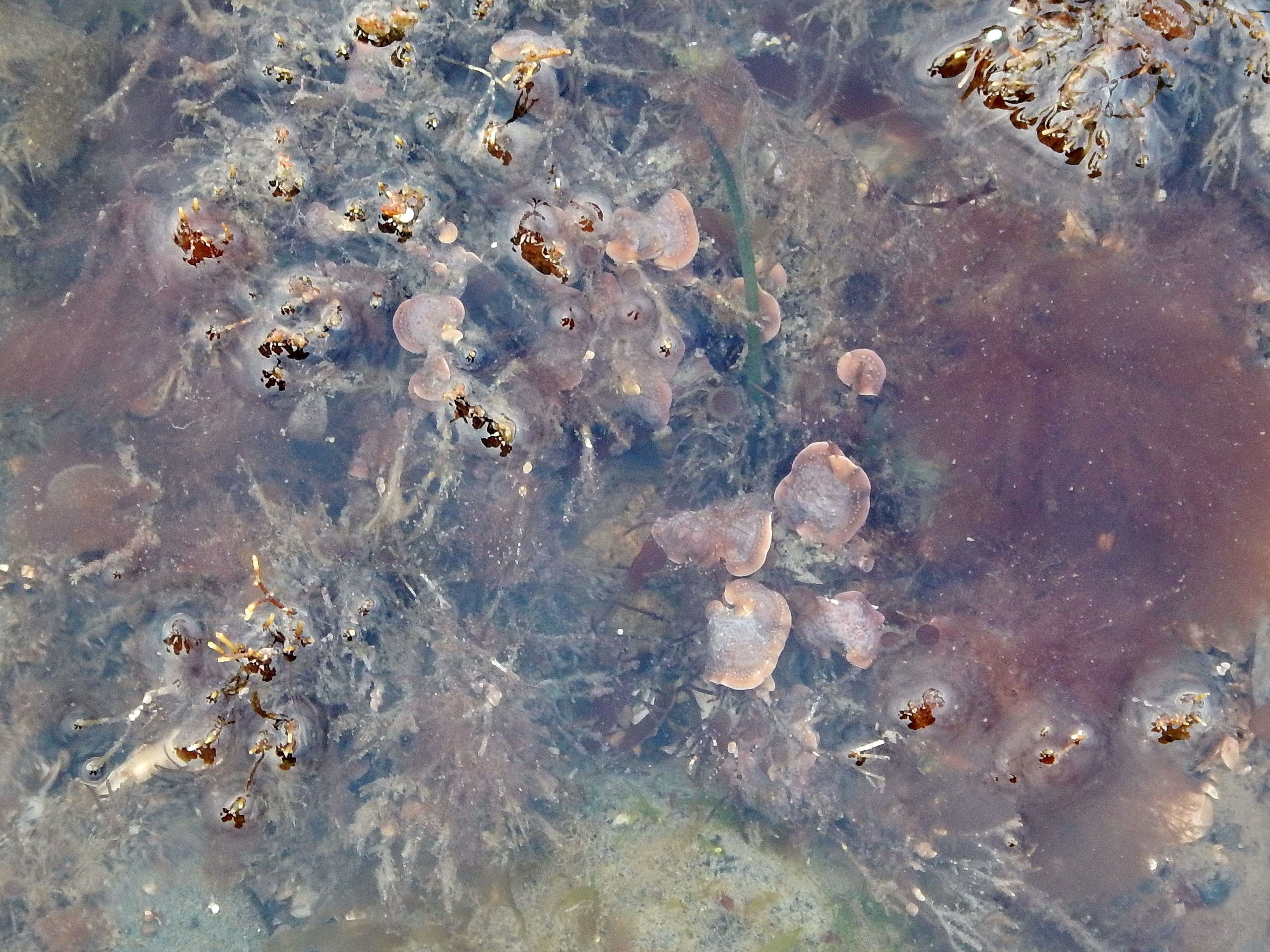 Neopolyporolithon reclinatum – M. Lindeberg · Cook Inlet · June 2016