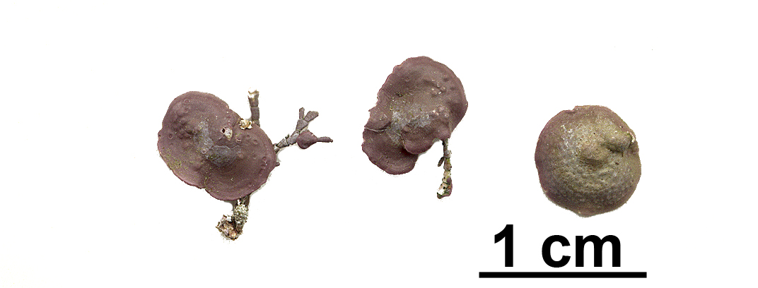 Neopolyporolithon reclinatum