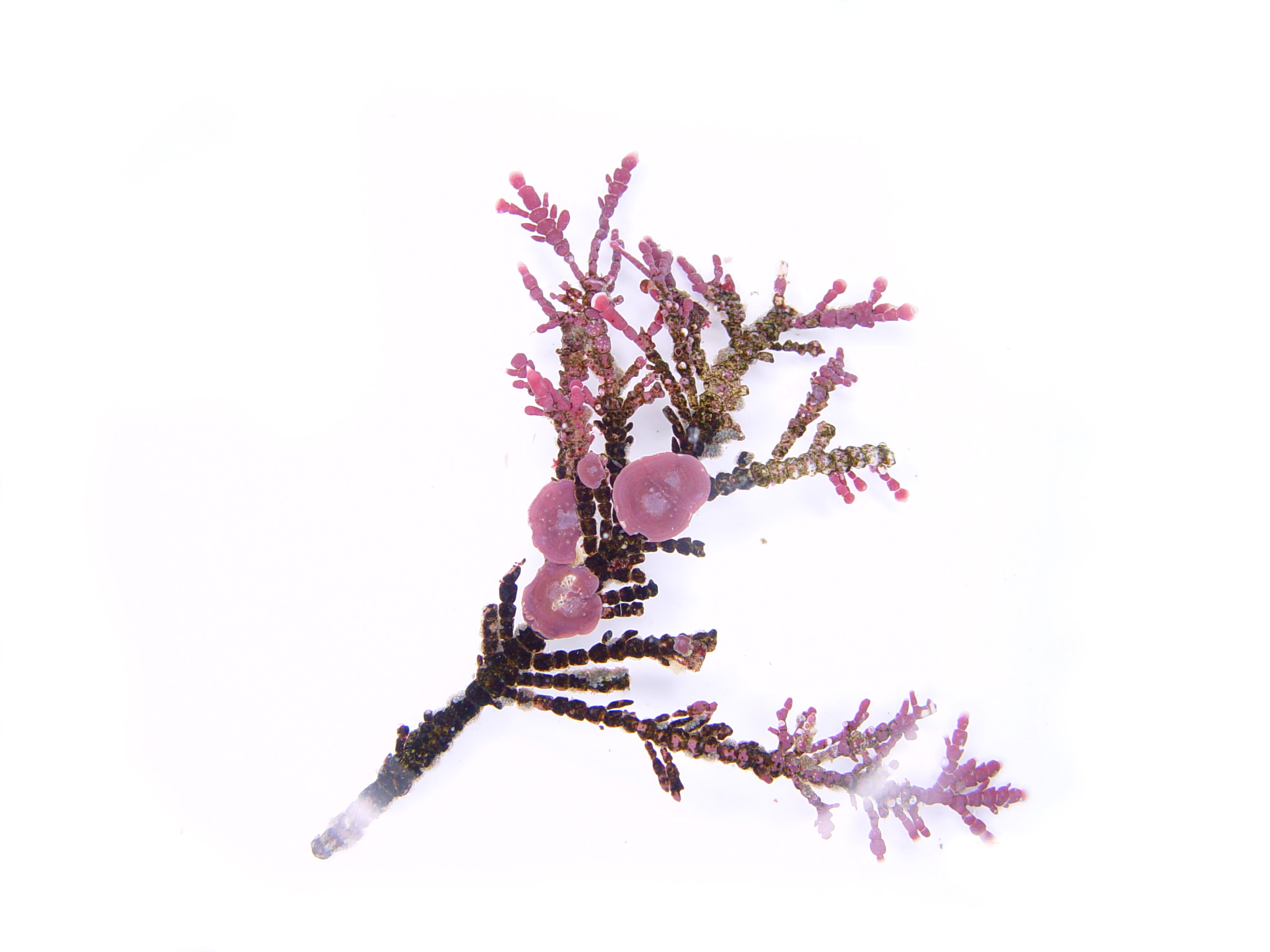 Neopolyporolithon reclinatum – M. Lindeberg · Cook Inlet · June 2003