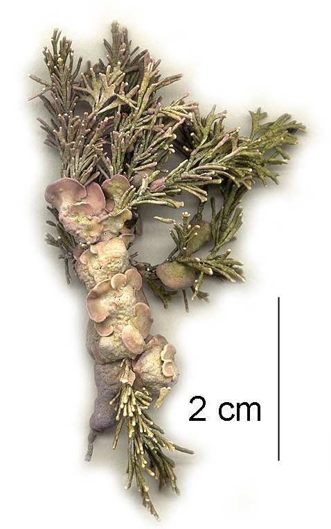 Neopolyporolithon reclinatum – M. Lindeberg