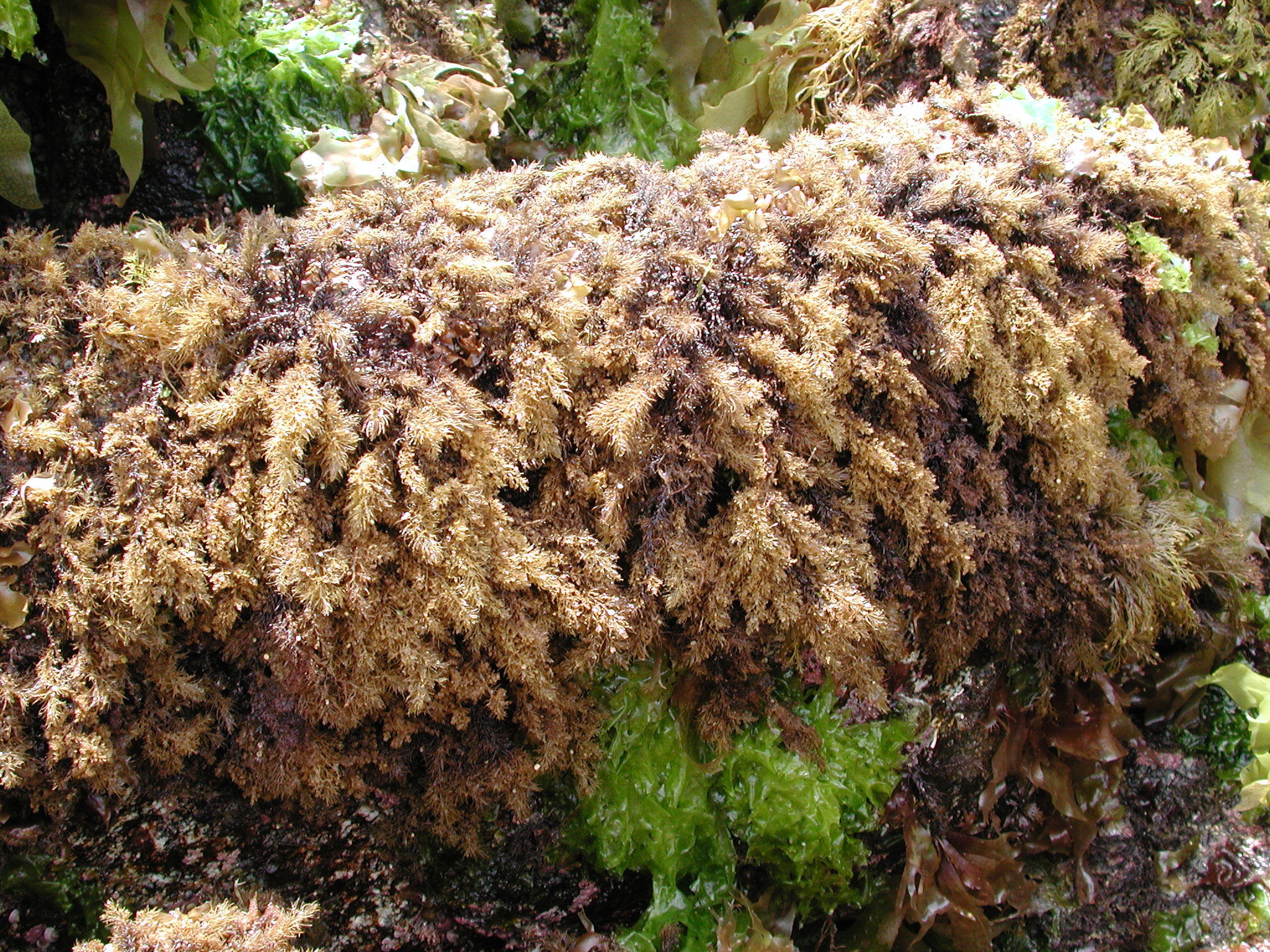 Neorhodomela aculeata – M. Lindeberg · Kodiak Archipelago · May 2005