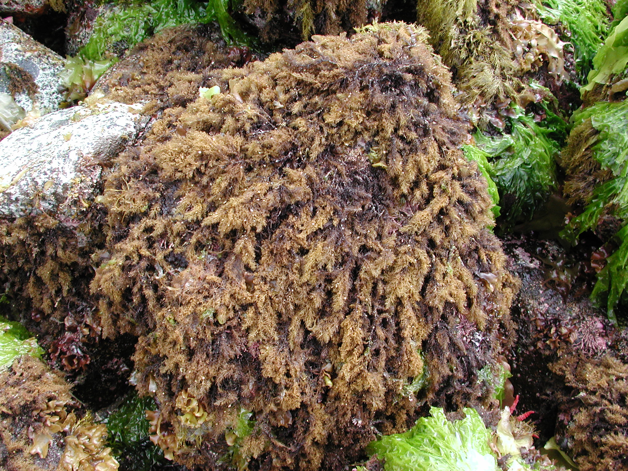 Neorhodomela aculeata – M. Lindeberg · Kodiak Archipelago · May 2005