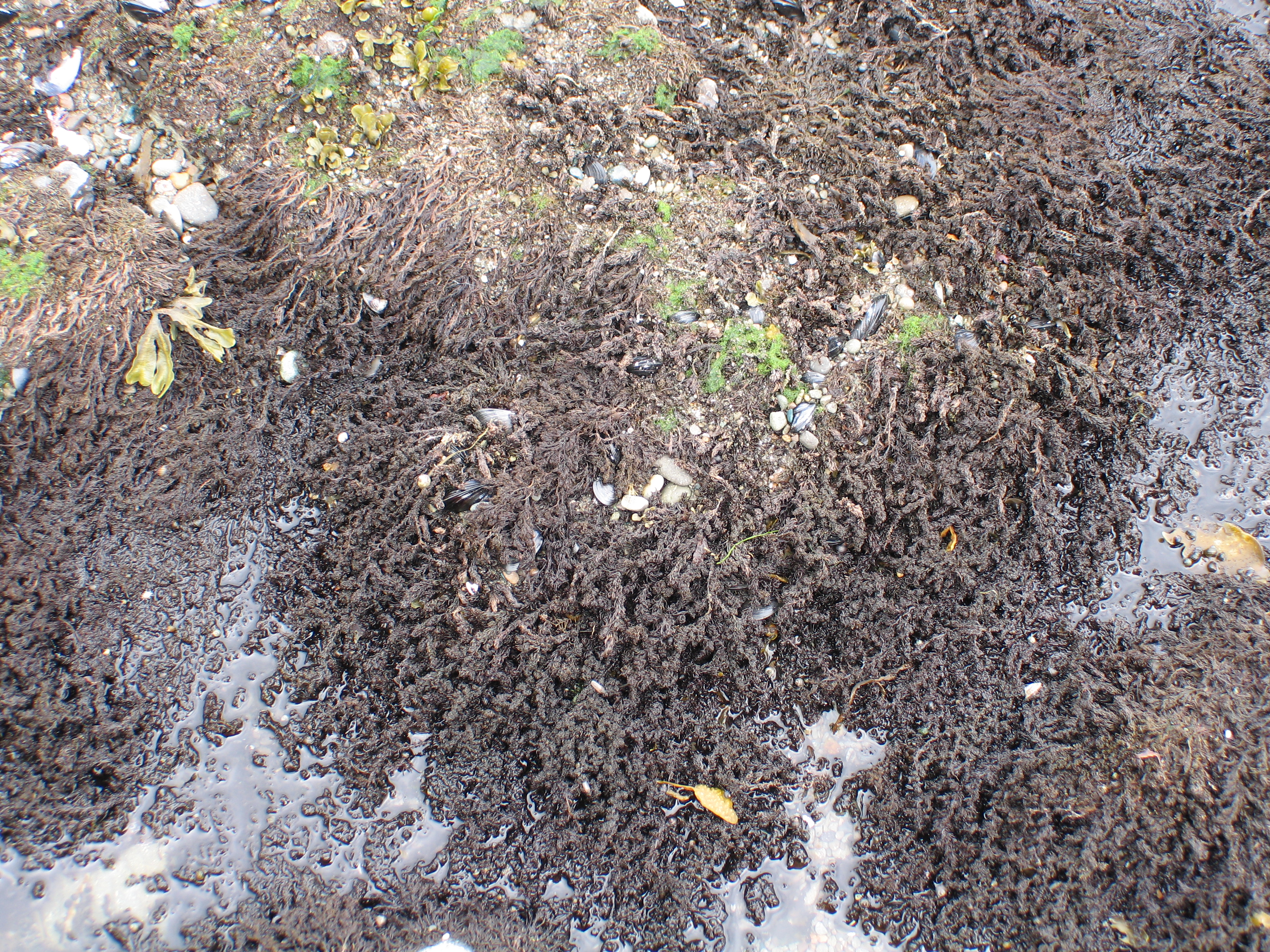 Neorhodomela aculeata – M. Lindeberg · Aleutian Islands · July 2006